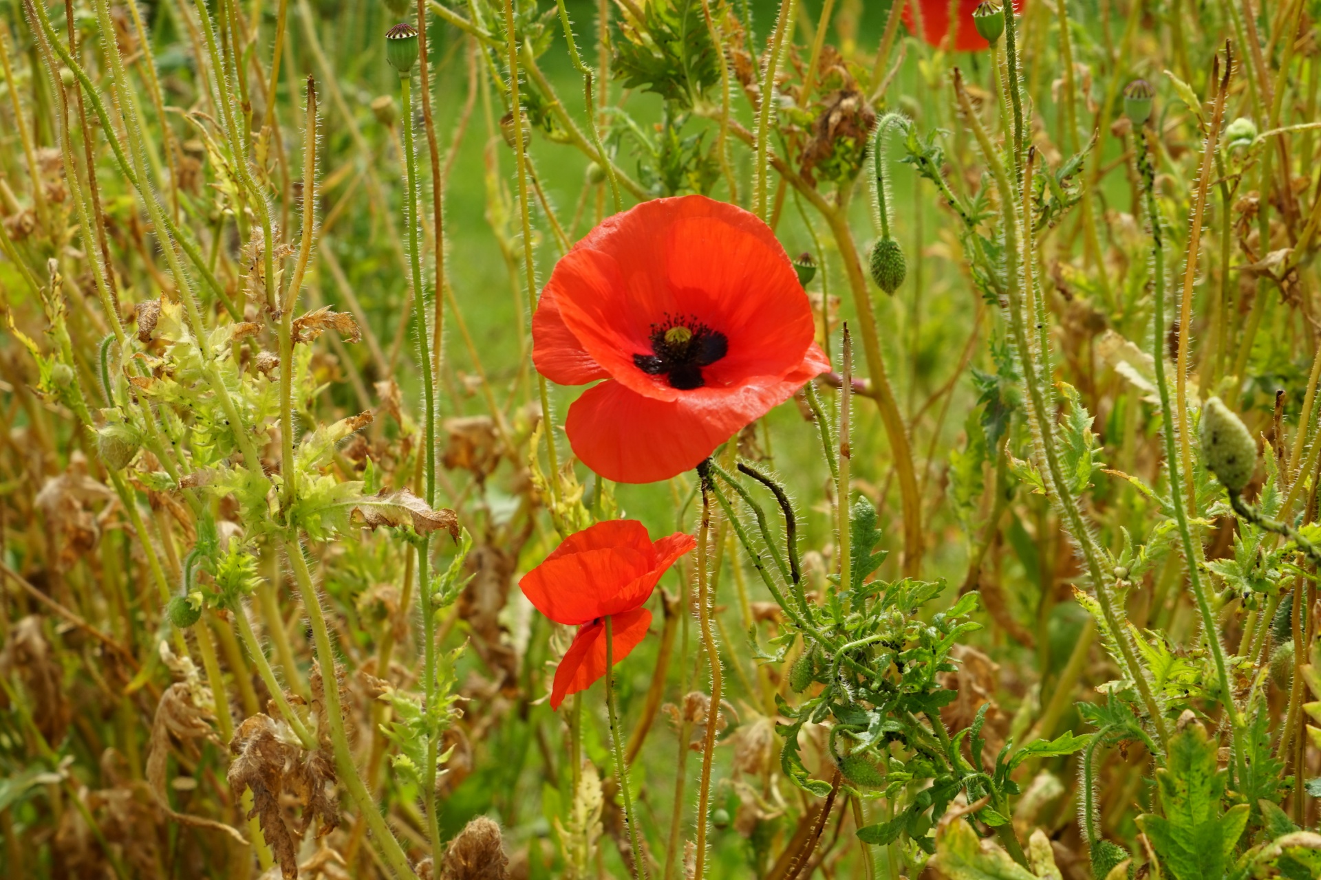 Poppy In The Fields