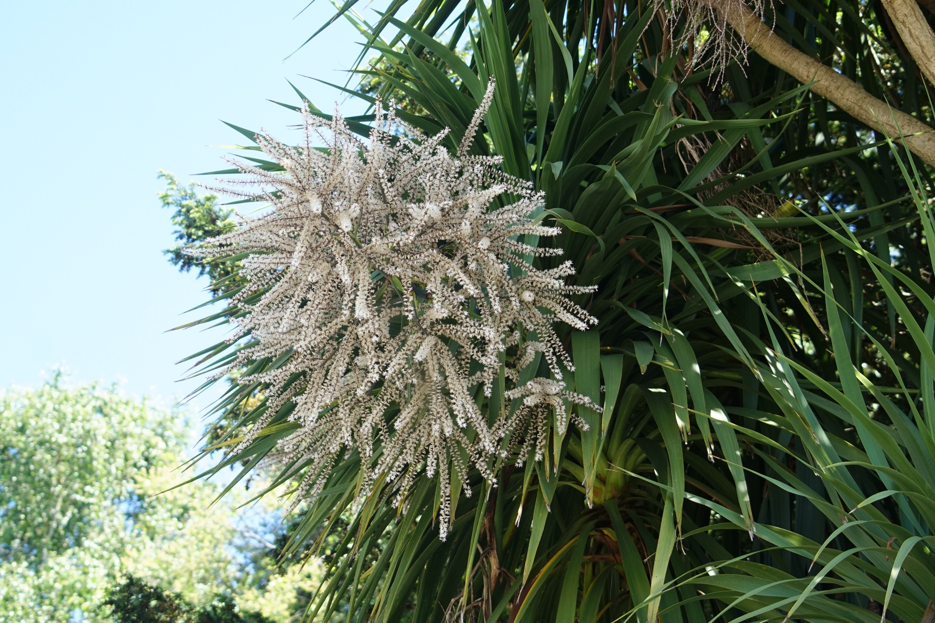 Date Palm In Flower
