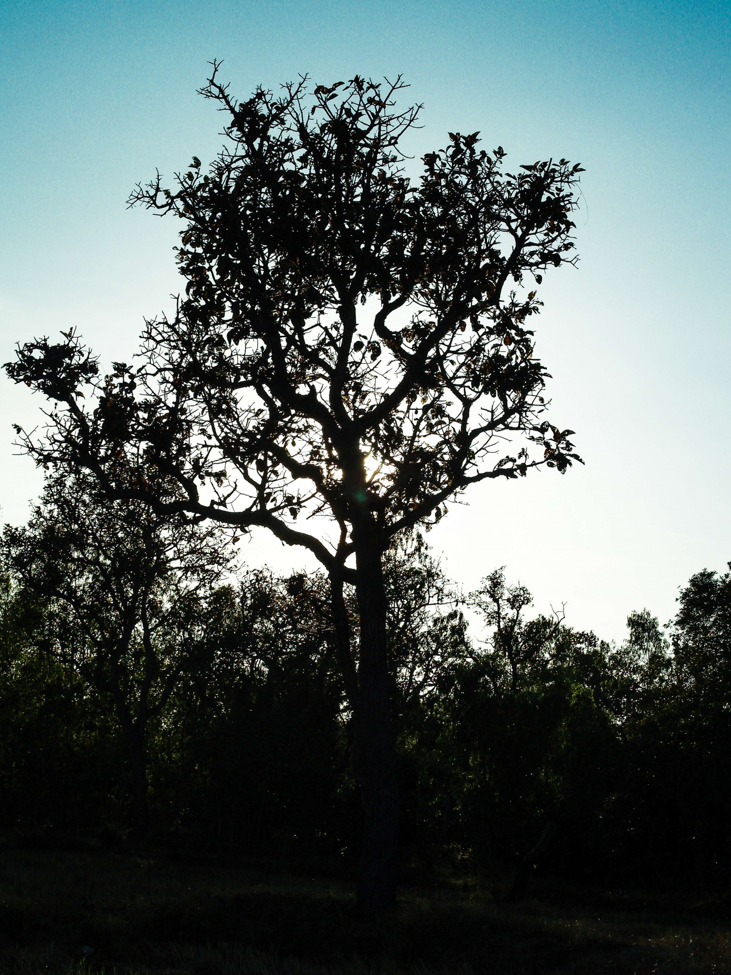 Dode boom, silhouet boom achtergrond