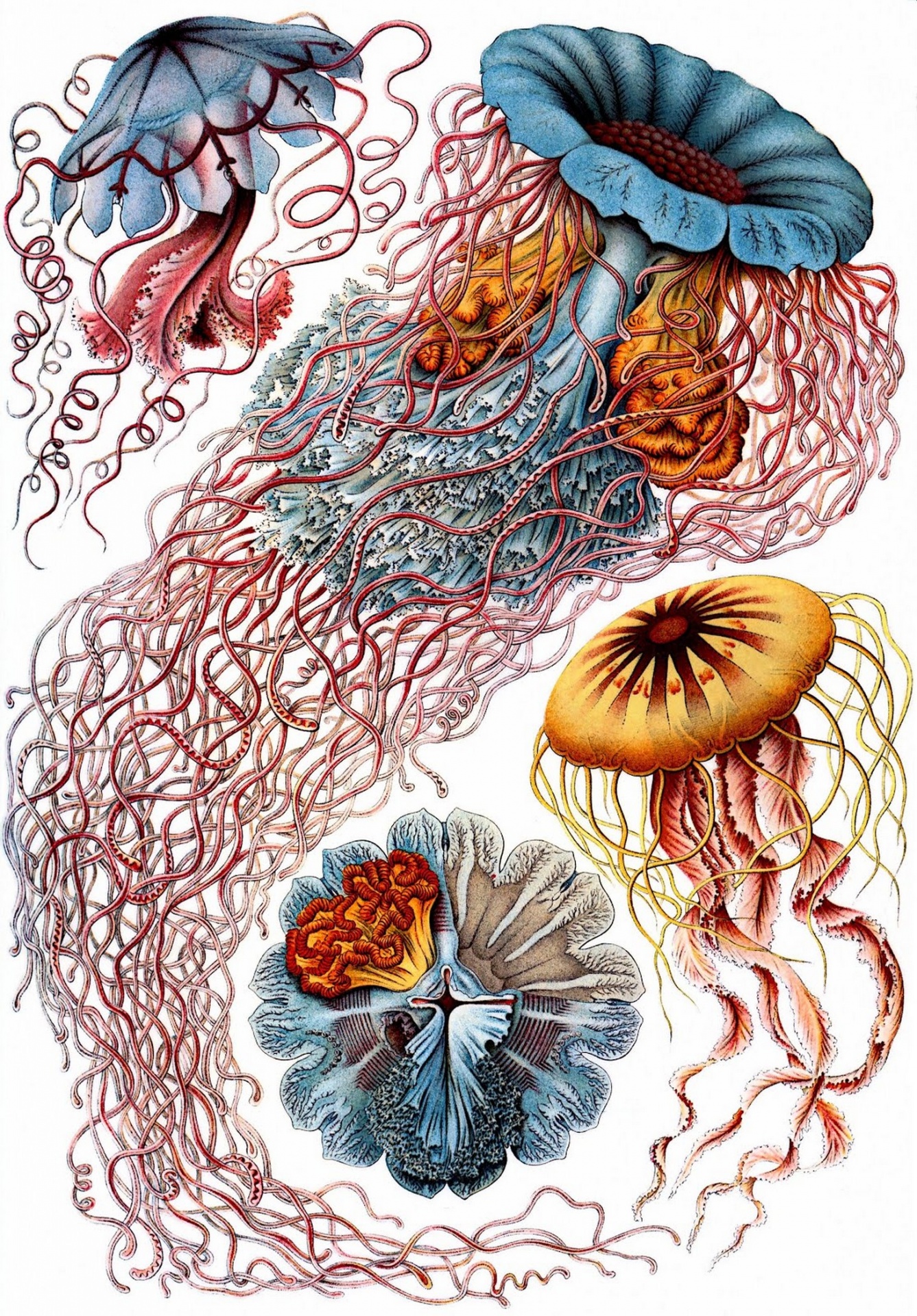 Dibujo de Ernst Heinrich Haeckel 1