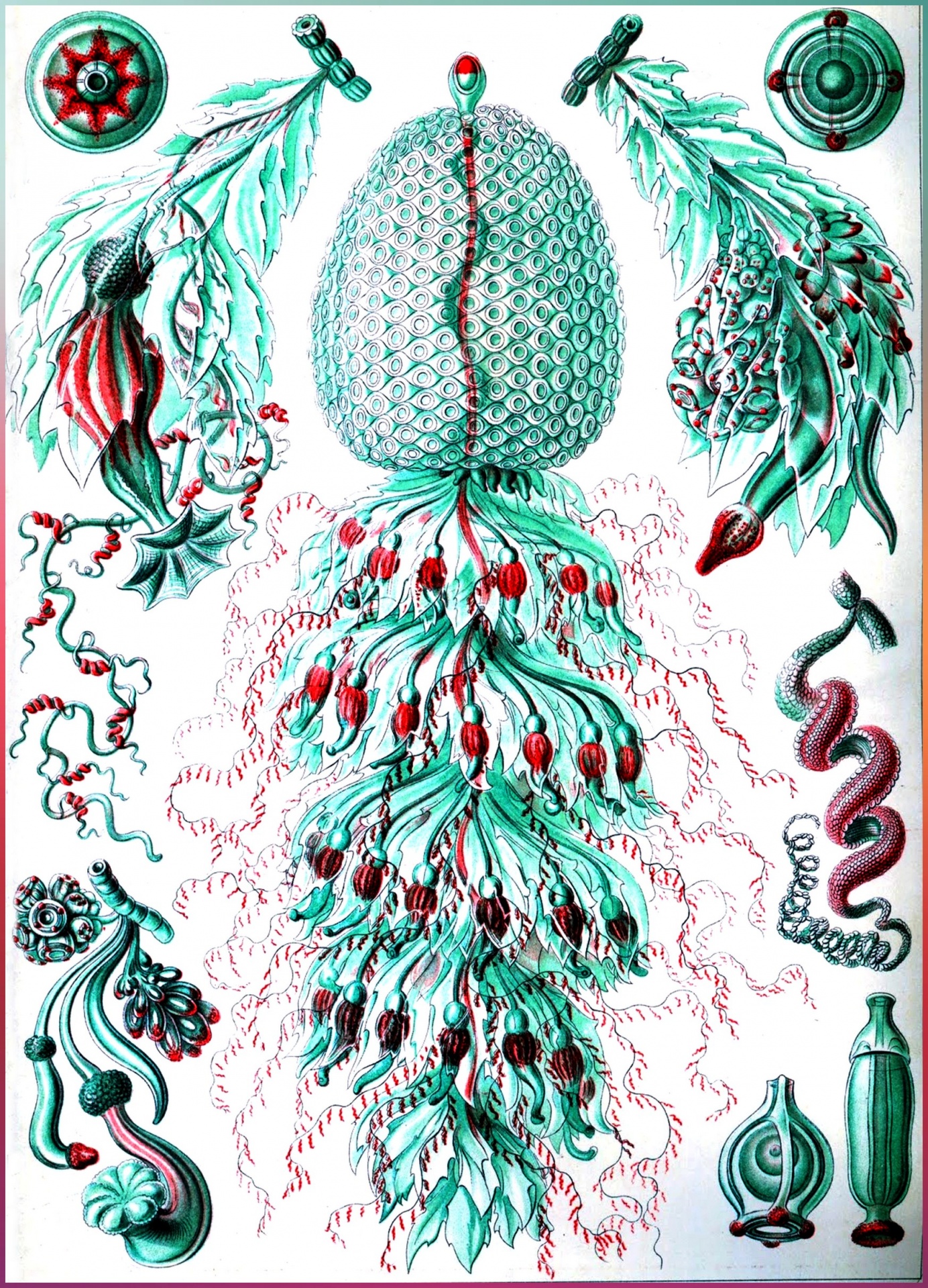 Dibujo de Ernst Heinrich Haeckel 2