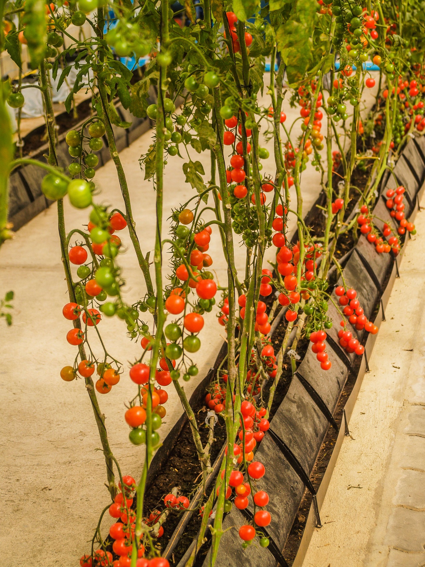 Tomates de granja en invernadero