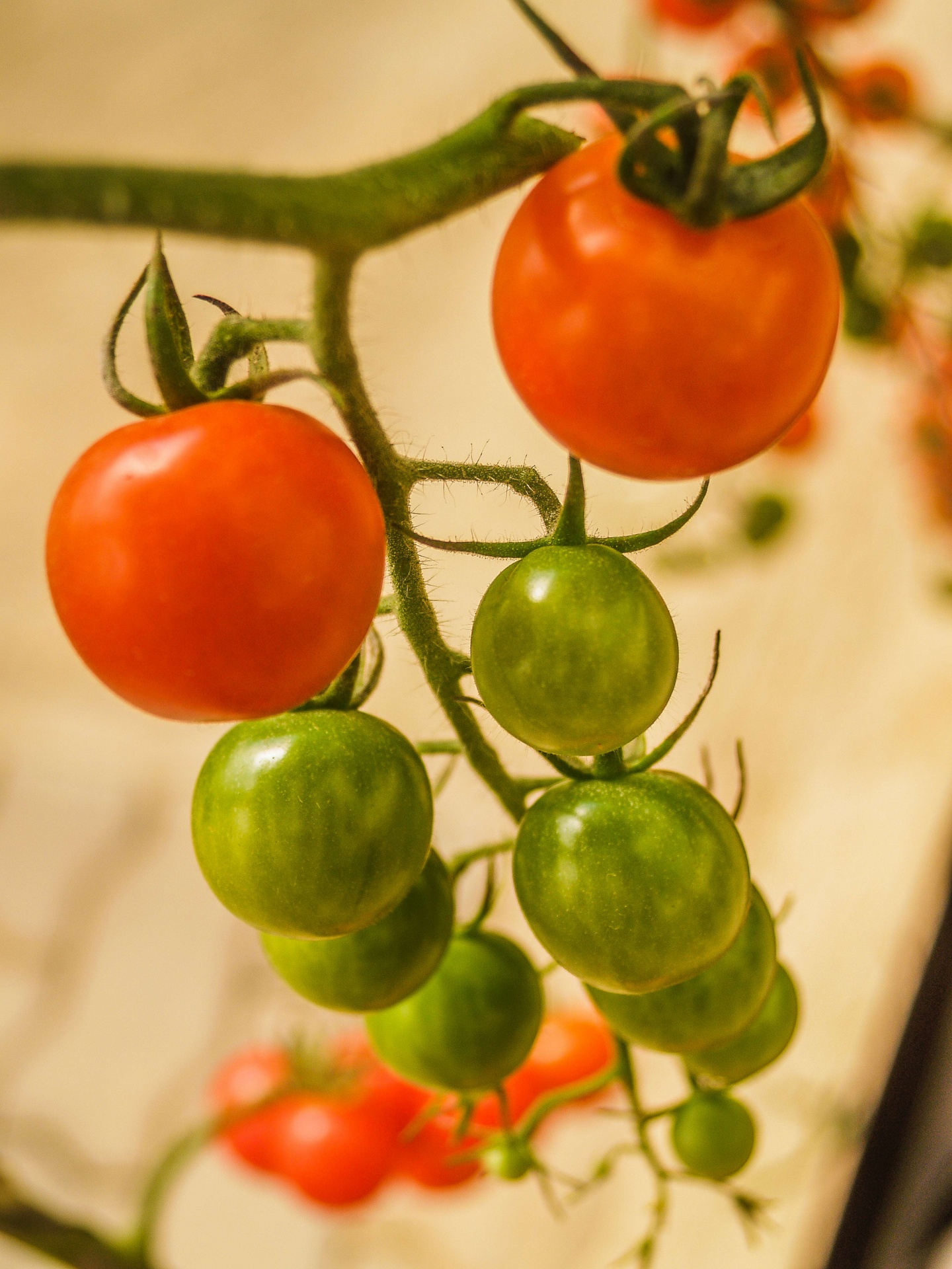 Tomates de granja en invernadero