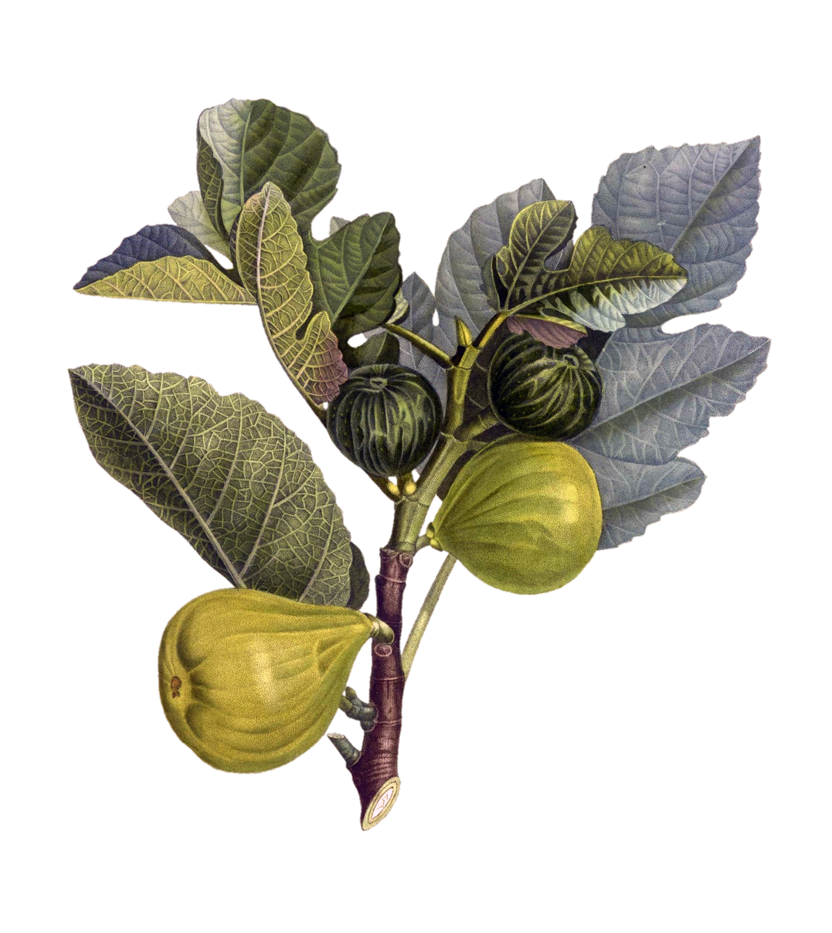 Fig fruit vintage fruit