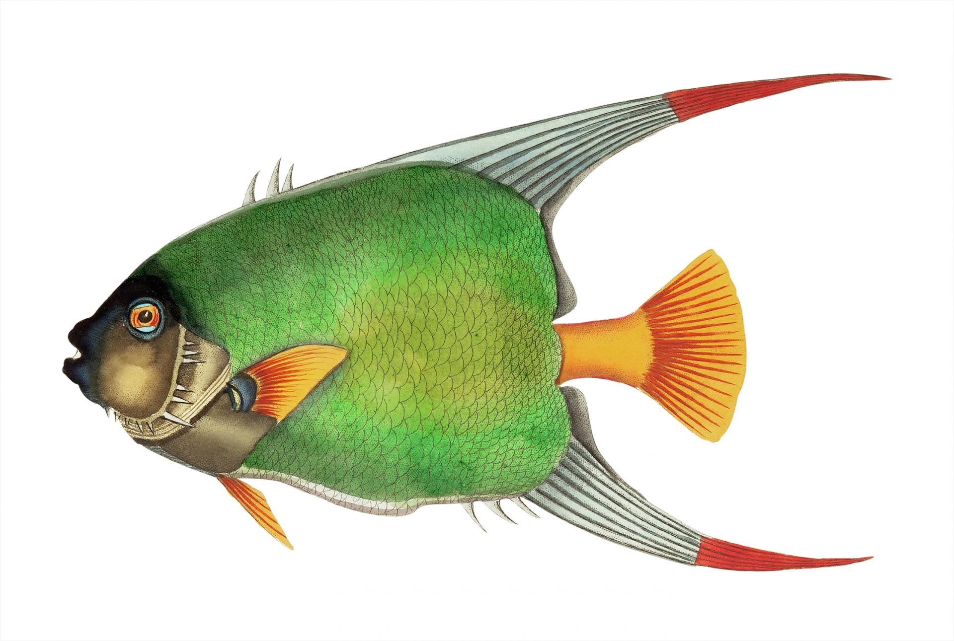Arte colorido vintage de pescado