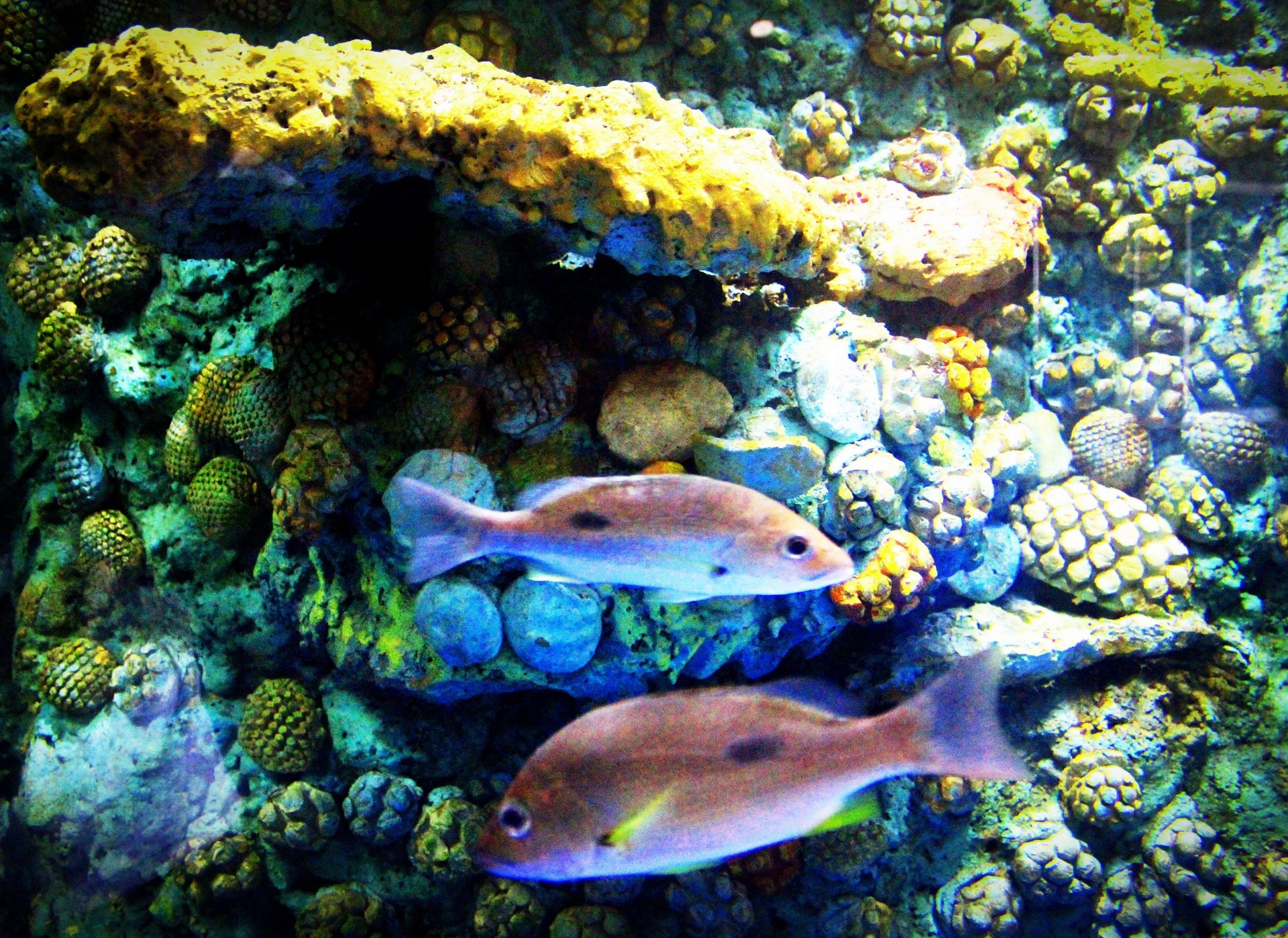 Fish Aquarium In Srisaket , Thailand