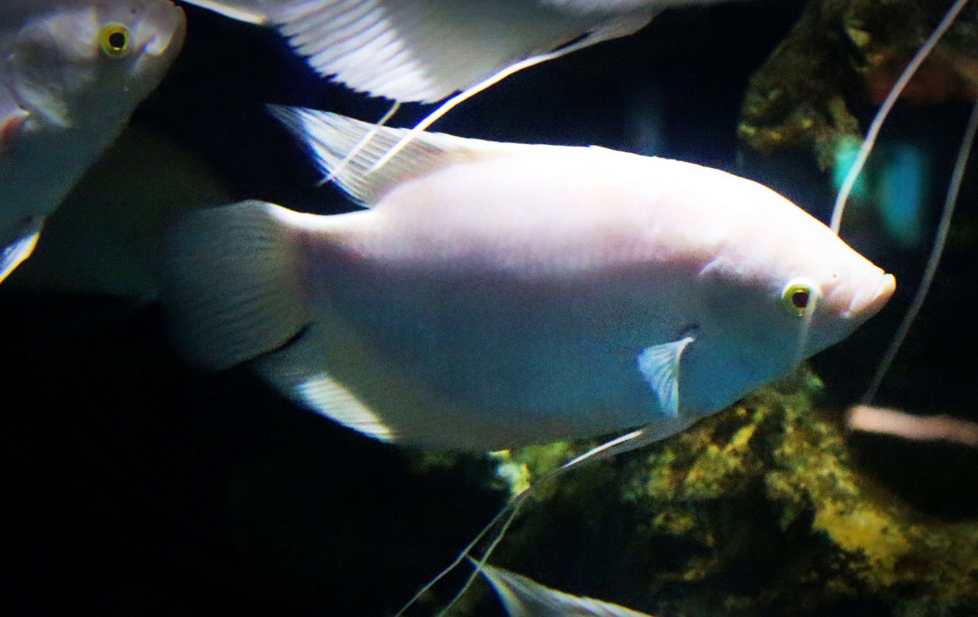 Vis Aquarium in Srisaket, Thailand