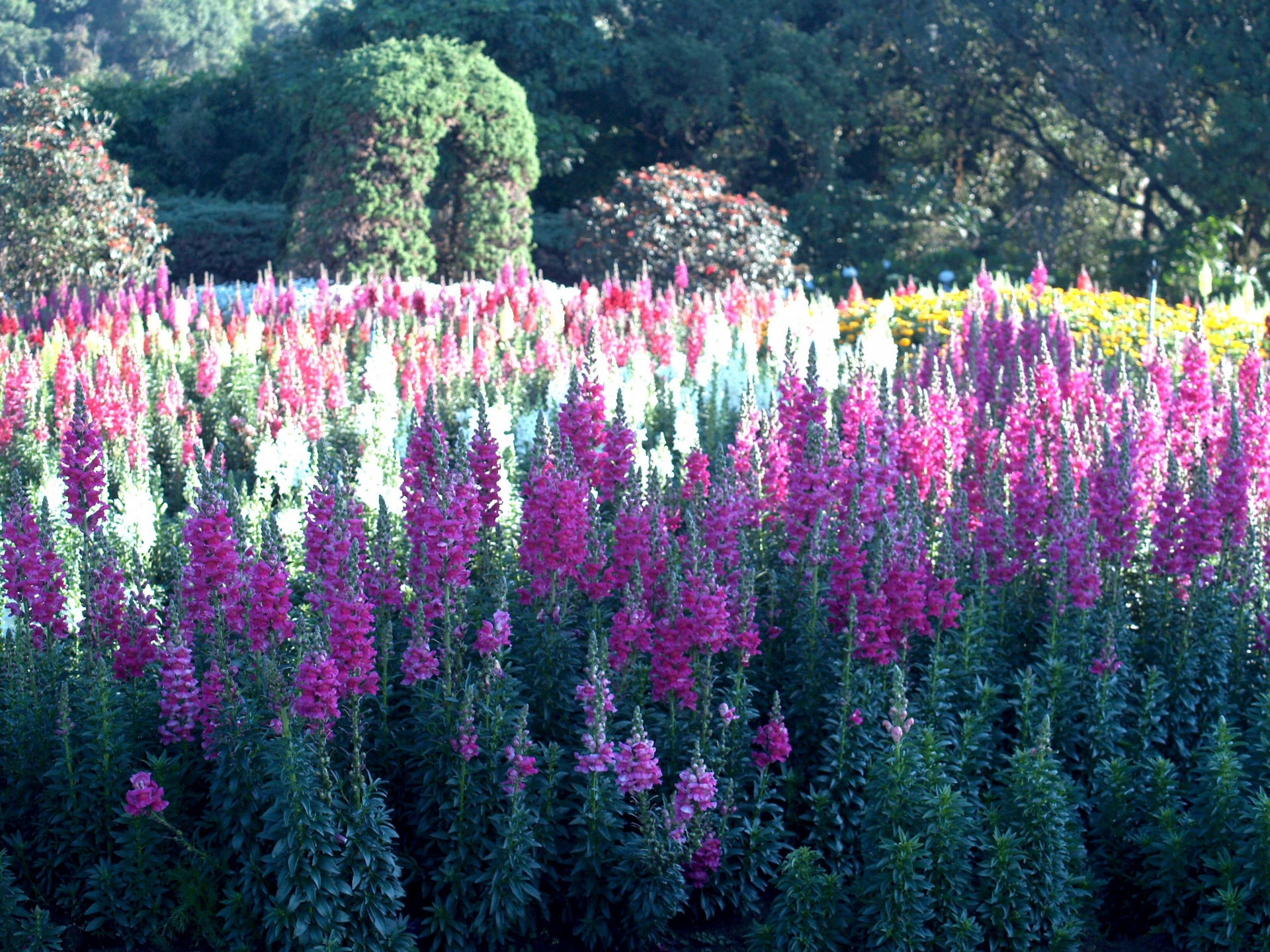Jardín de flores en la montaña Doi Intha