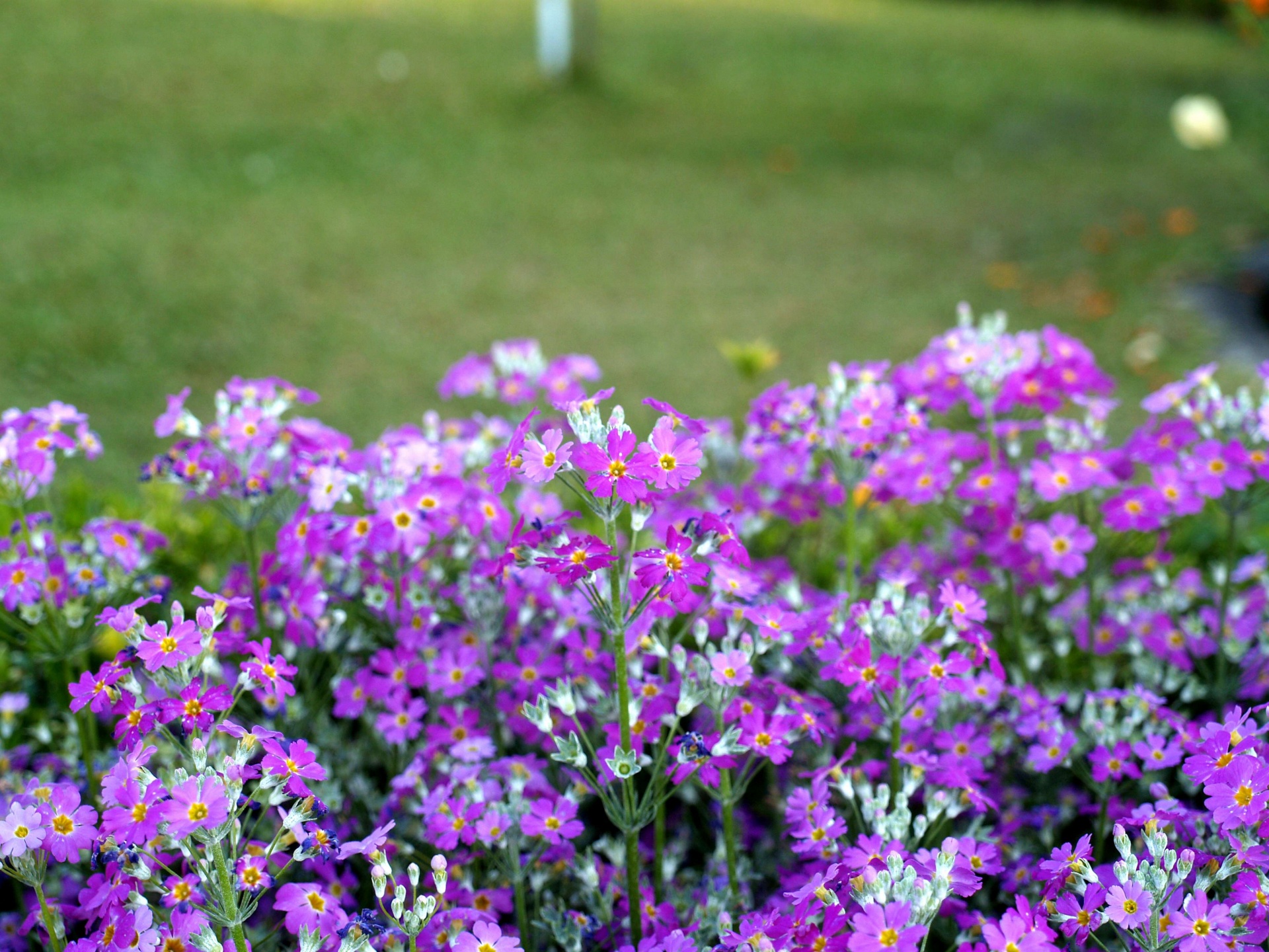 Jardín de flores en la montaña Doi Intha