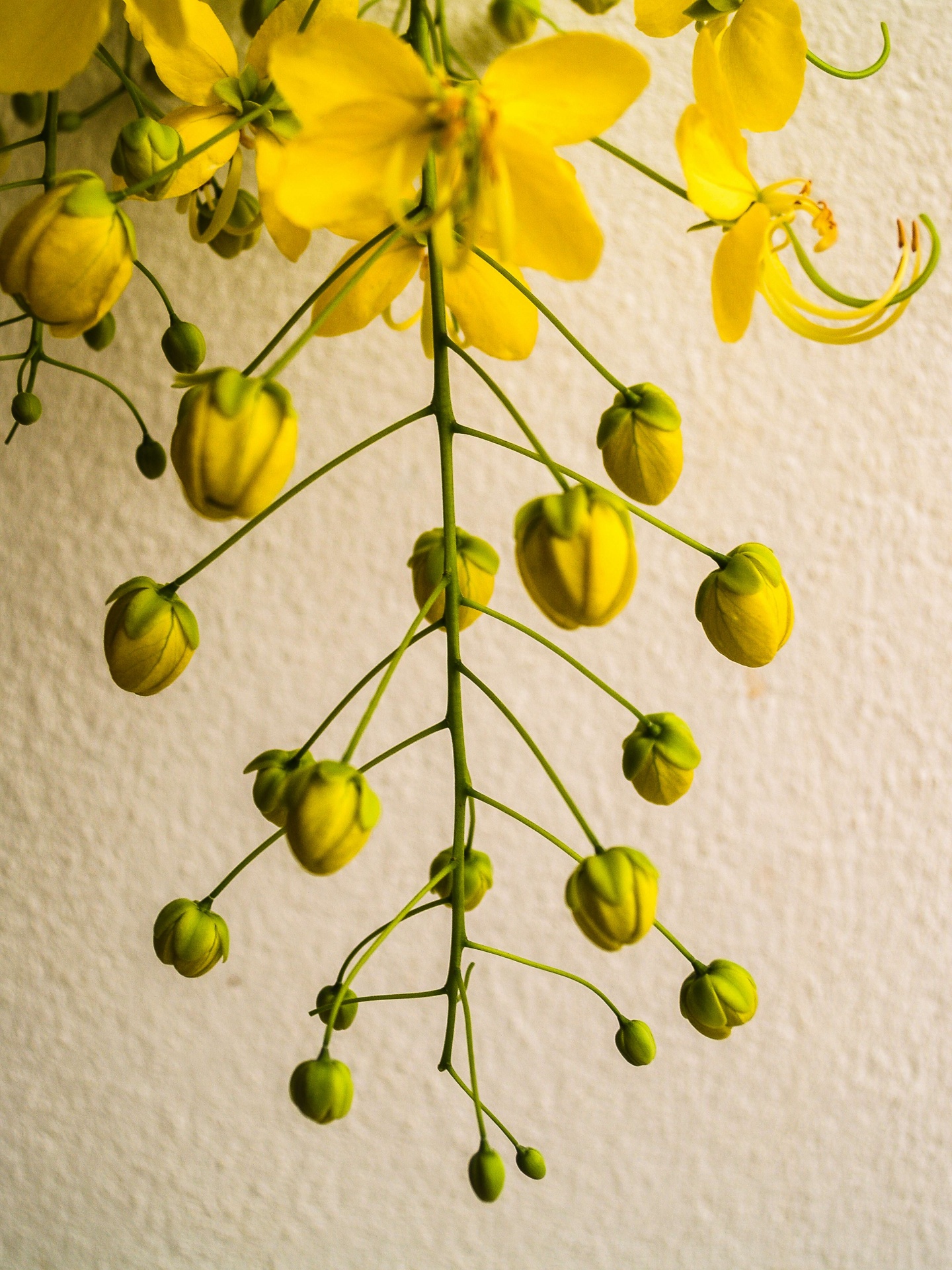 Bloemen van Cassia-fistel