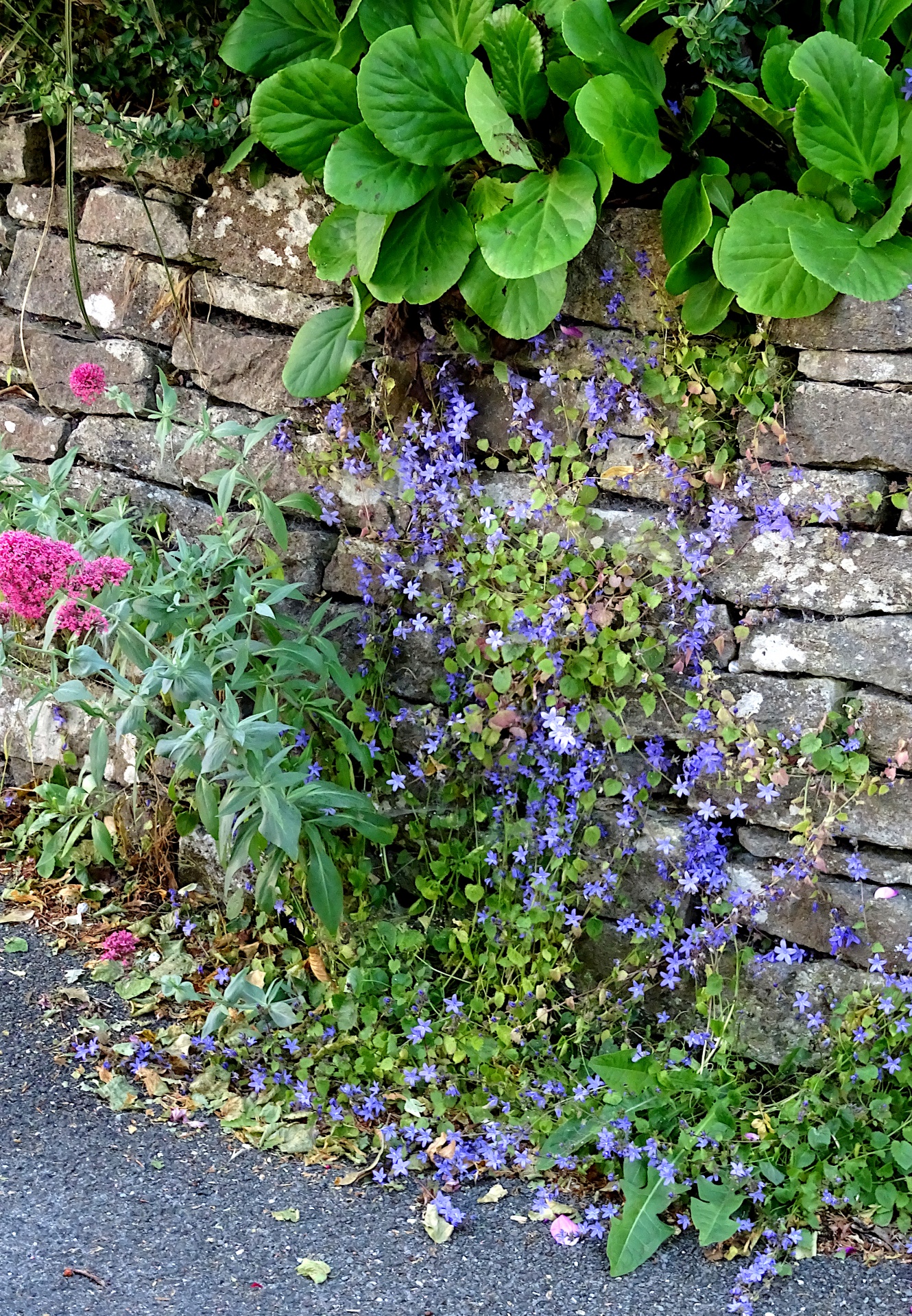 Muro de jardín con flora