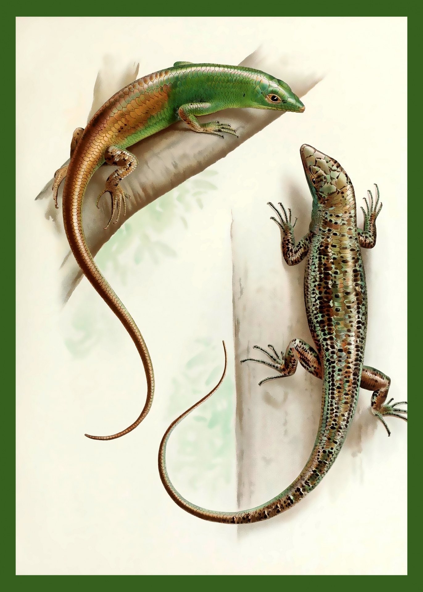 Gecko, hagedis Vintage Poster