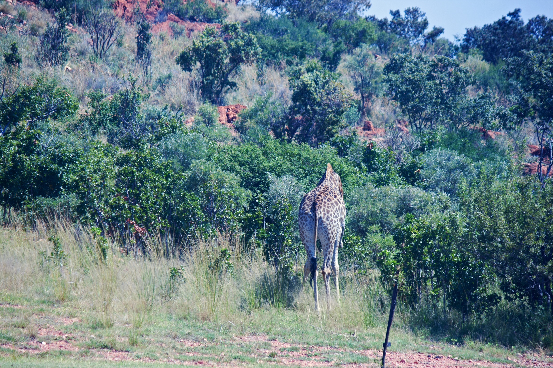 Giraf vanaf de achterkant