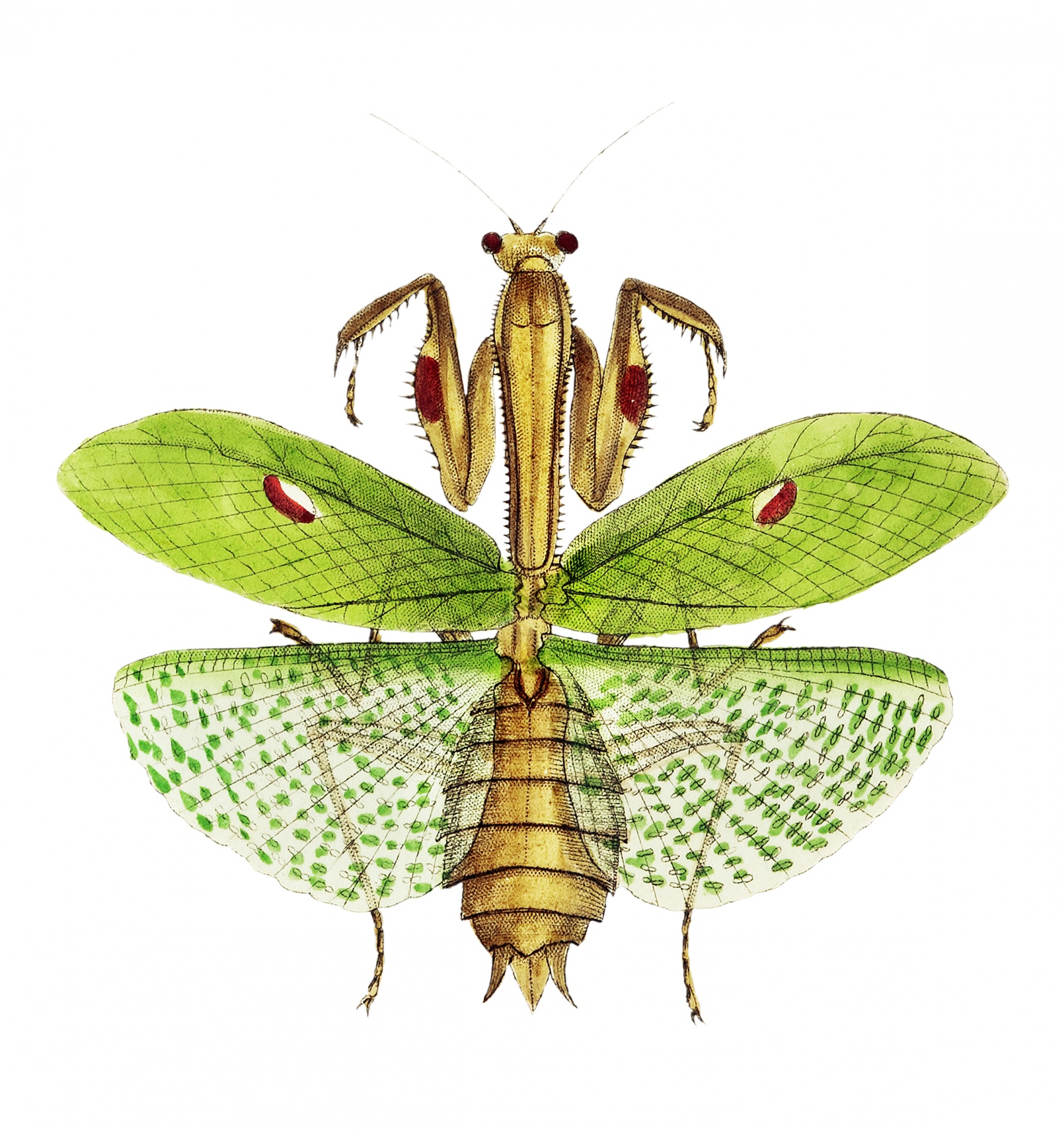 Gottesanbeterin Mantis Grashüpfer