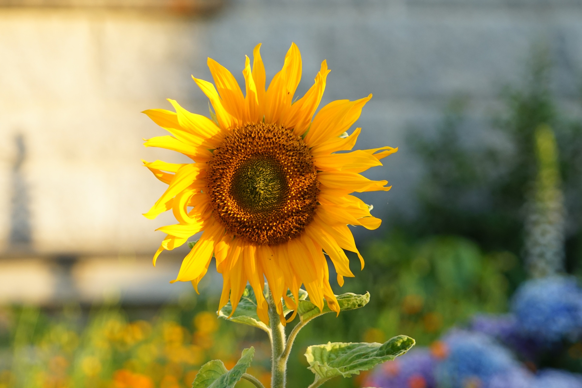 Large Sunflower Flower