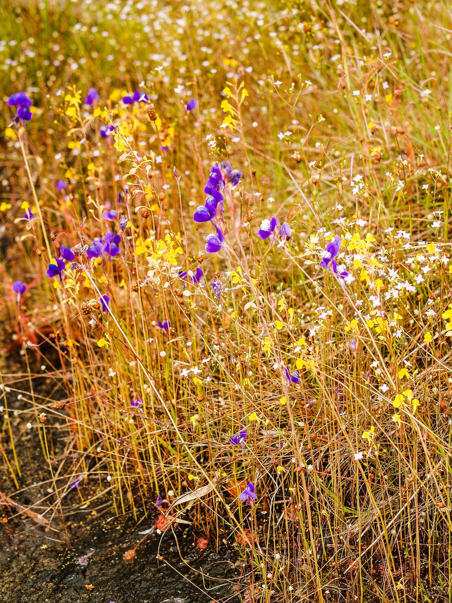 Grass Flower Field