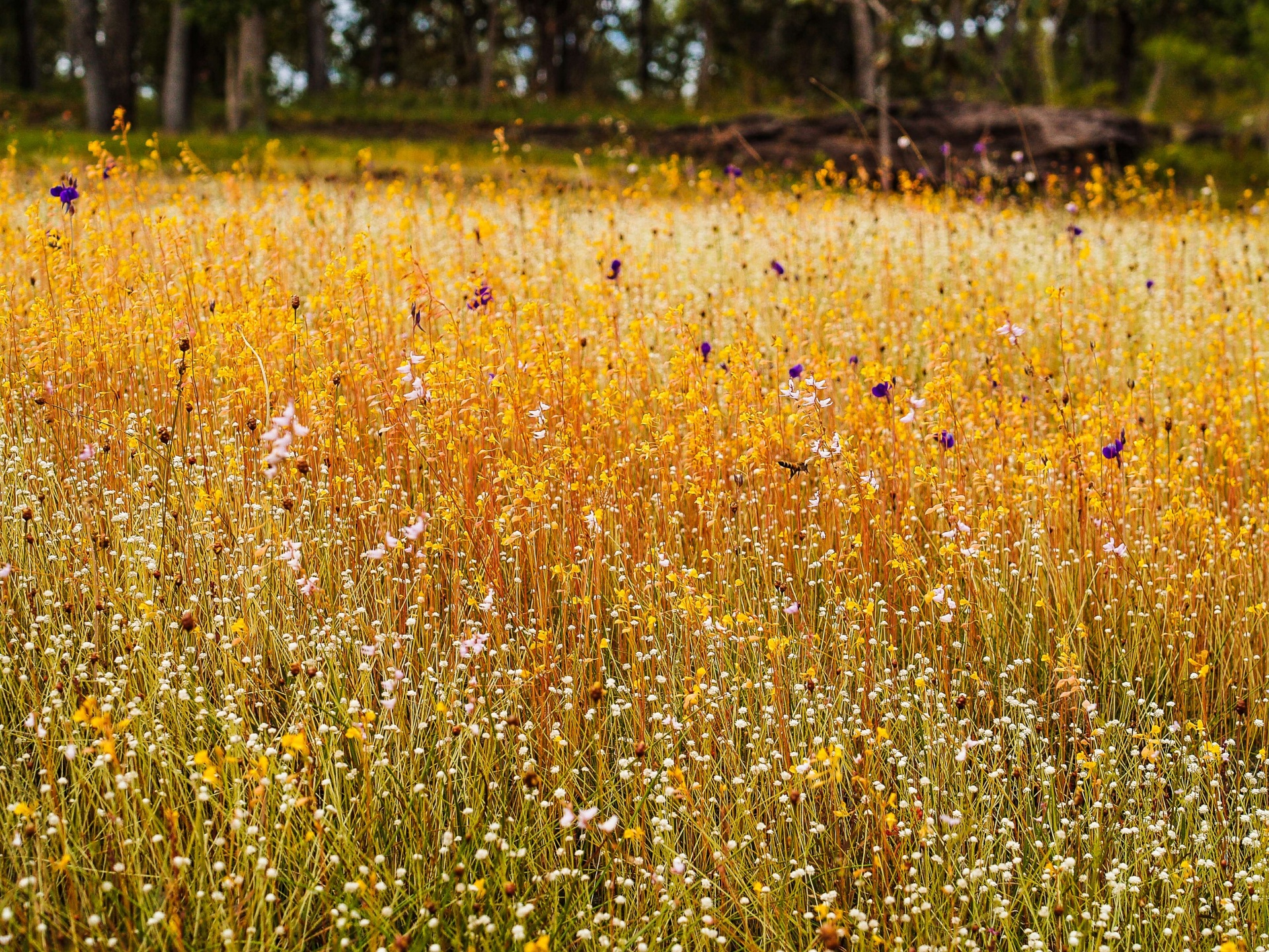 Grass Flower Field