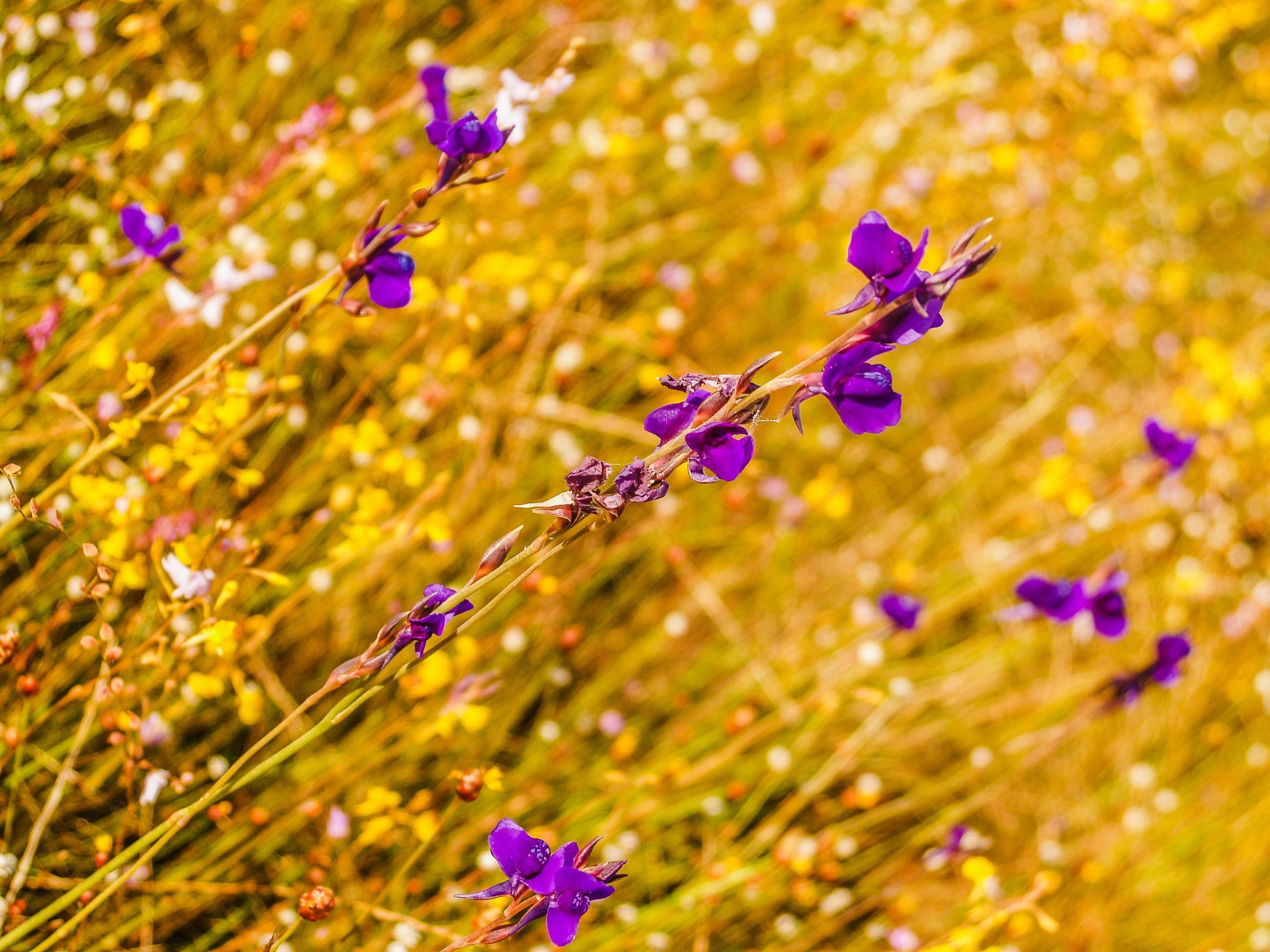 Grass Flower Field , Wildflowers