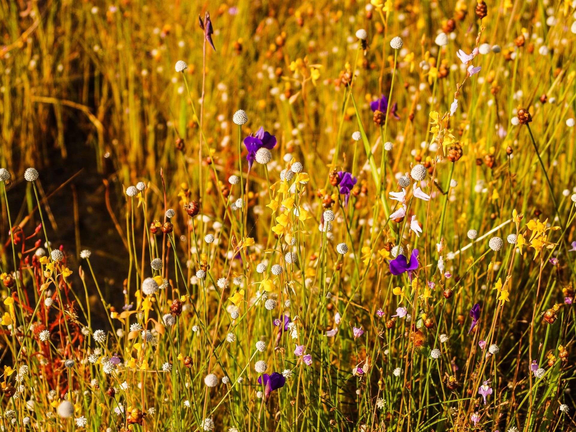 Campo de flores de hierba, flores silves