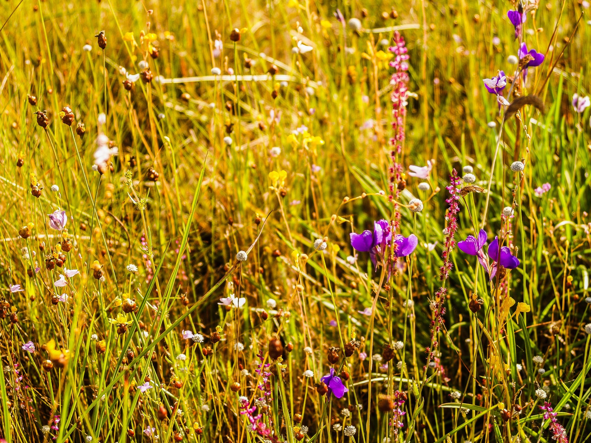 Campo de flores de hierba, flores silves