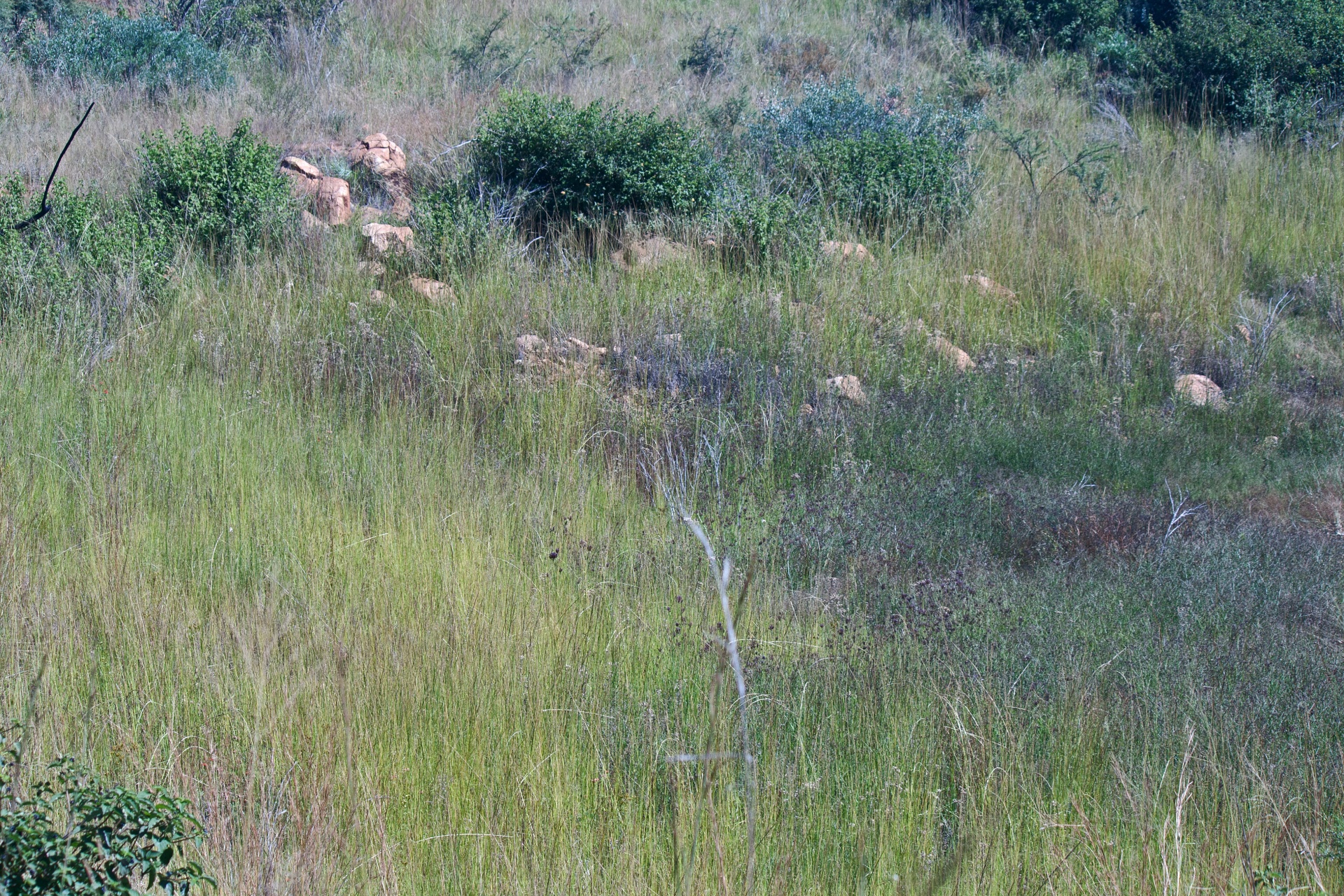 Grasland in Zuid-Afrika op helling
