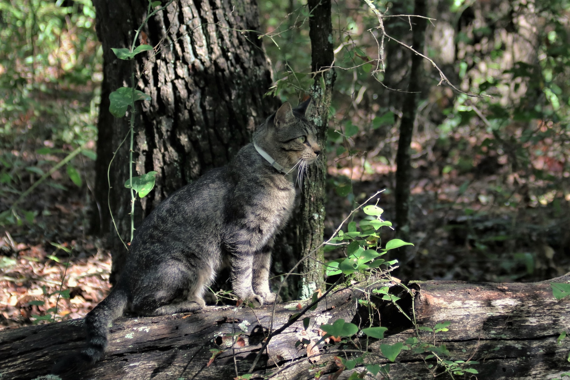 Gato atigrado gris en el bosque