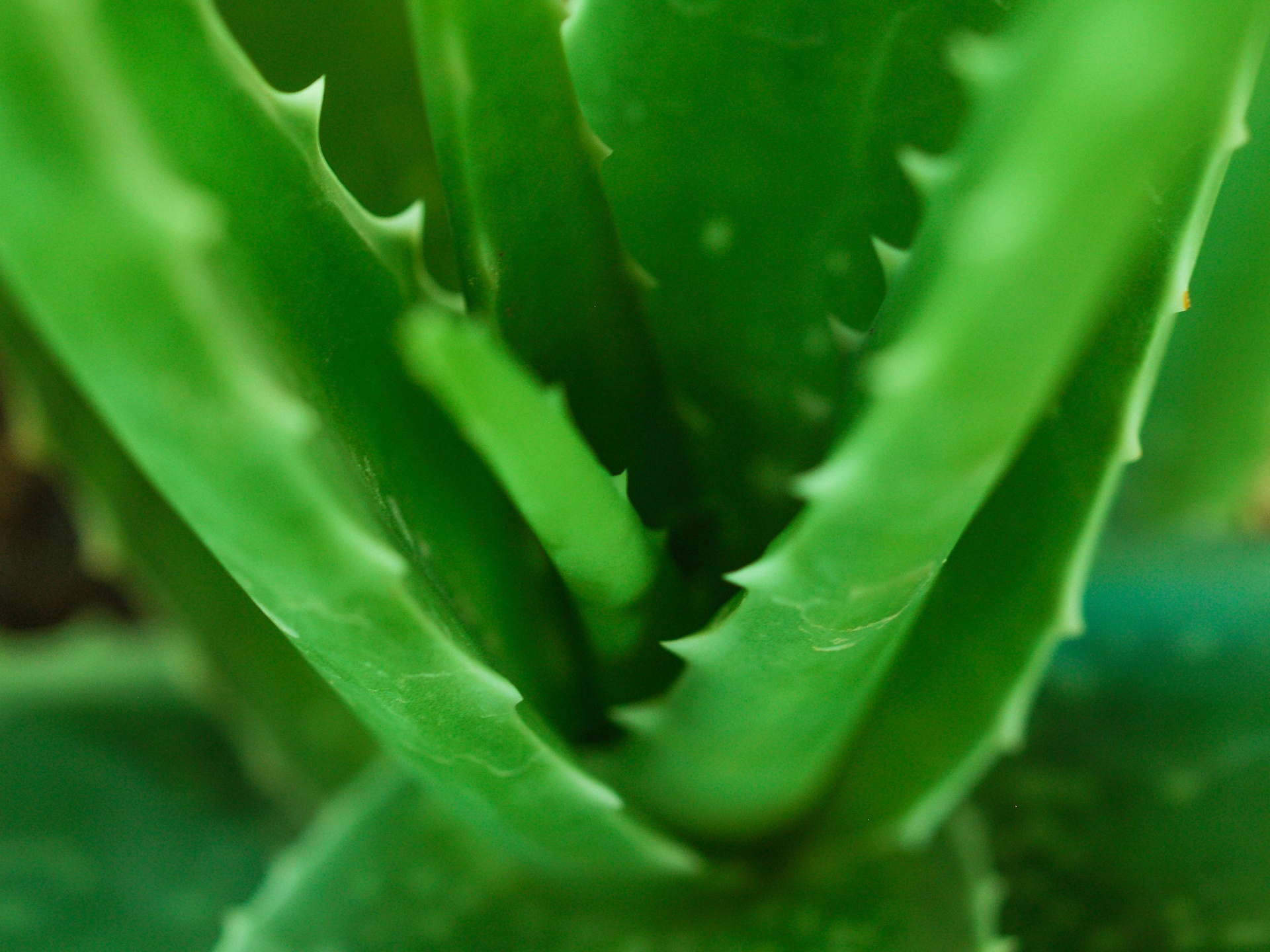 De groene close-up van aloëvera