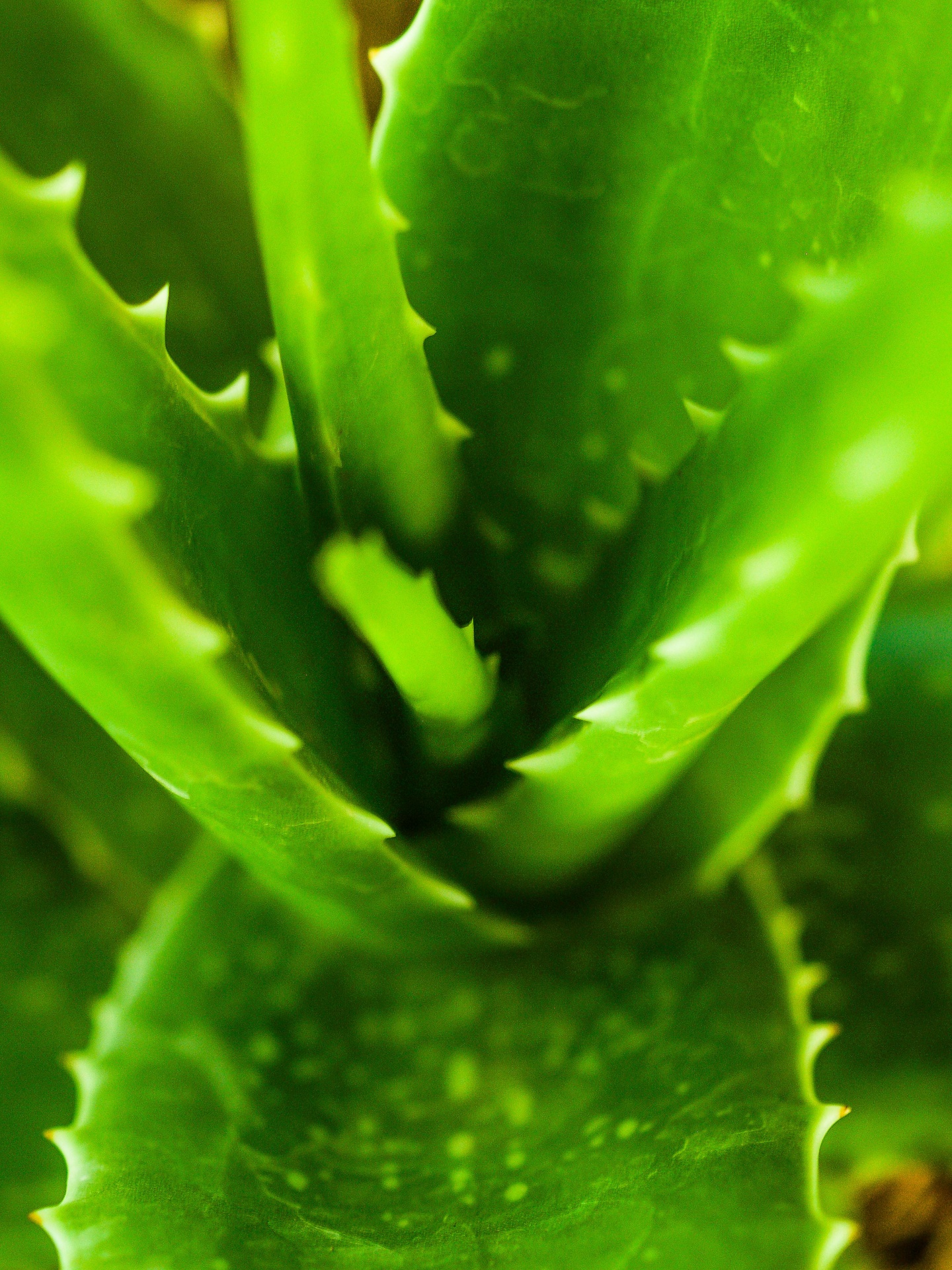 Closeup de aloe vera verde