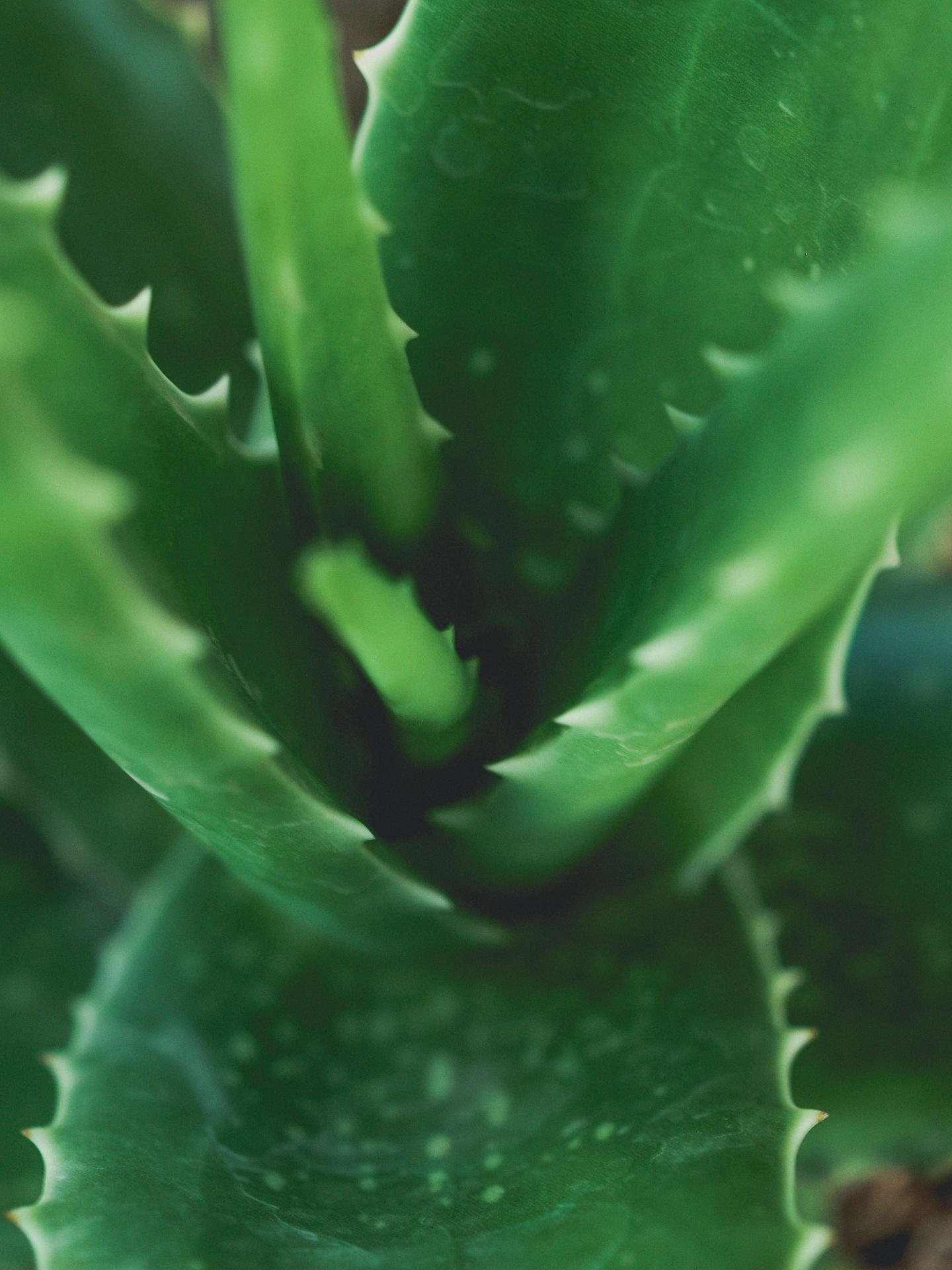 Closeup de aloe vera verde