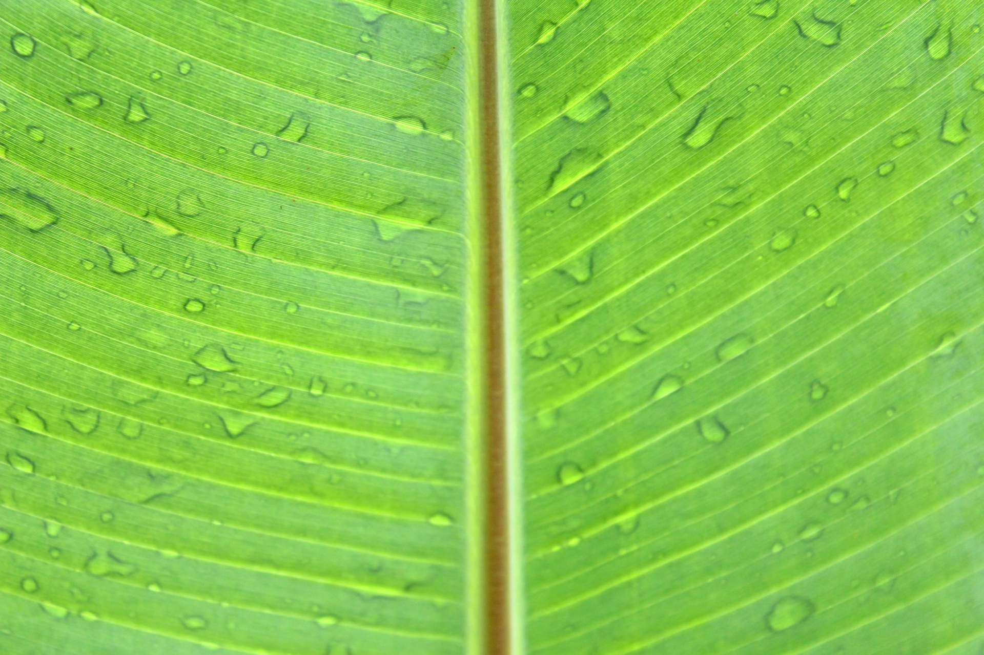 Green Leaf Banana