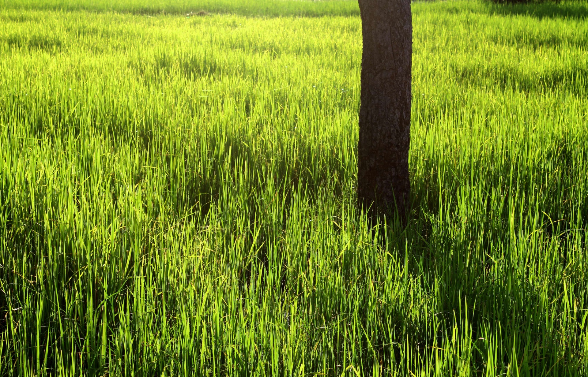 Groene rijst veld