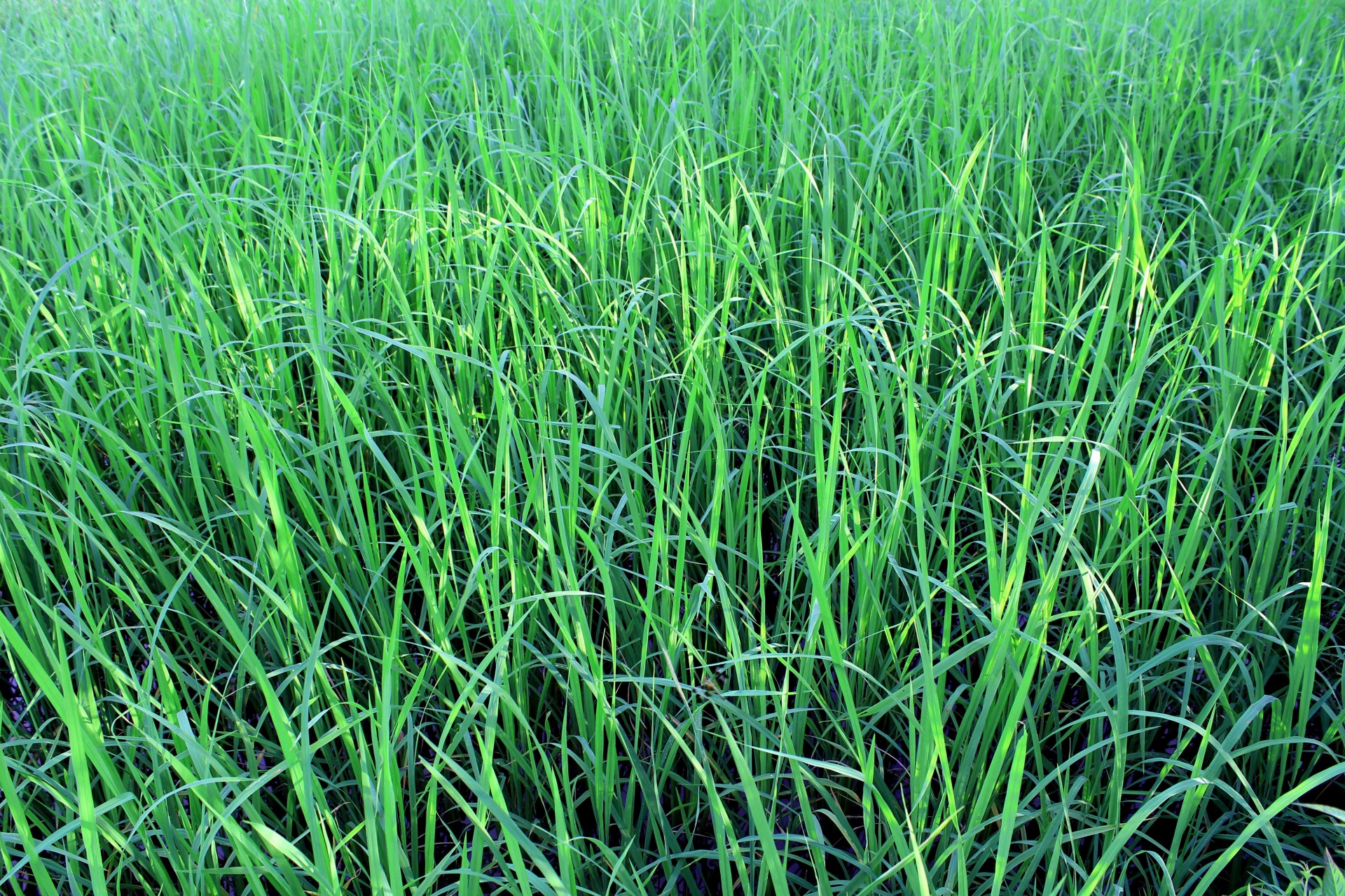 Groene rijst veld