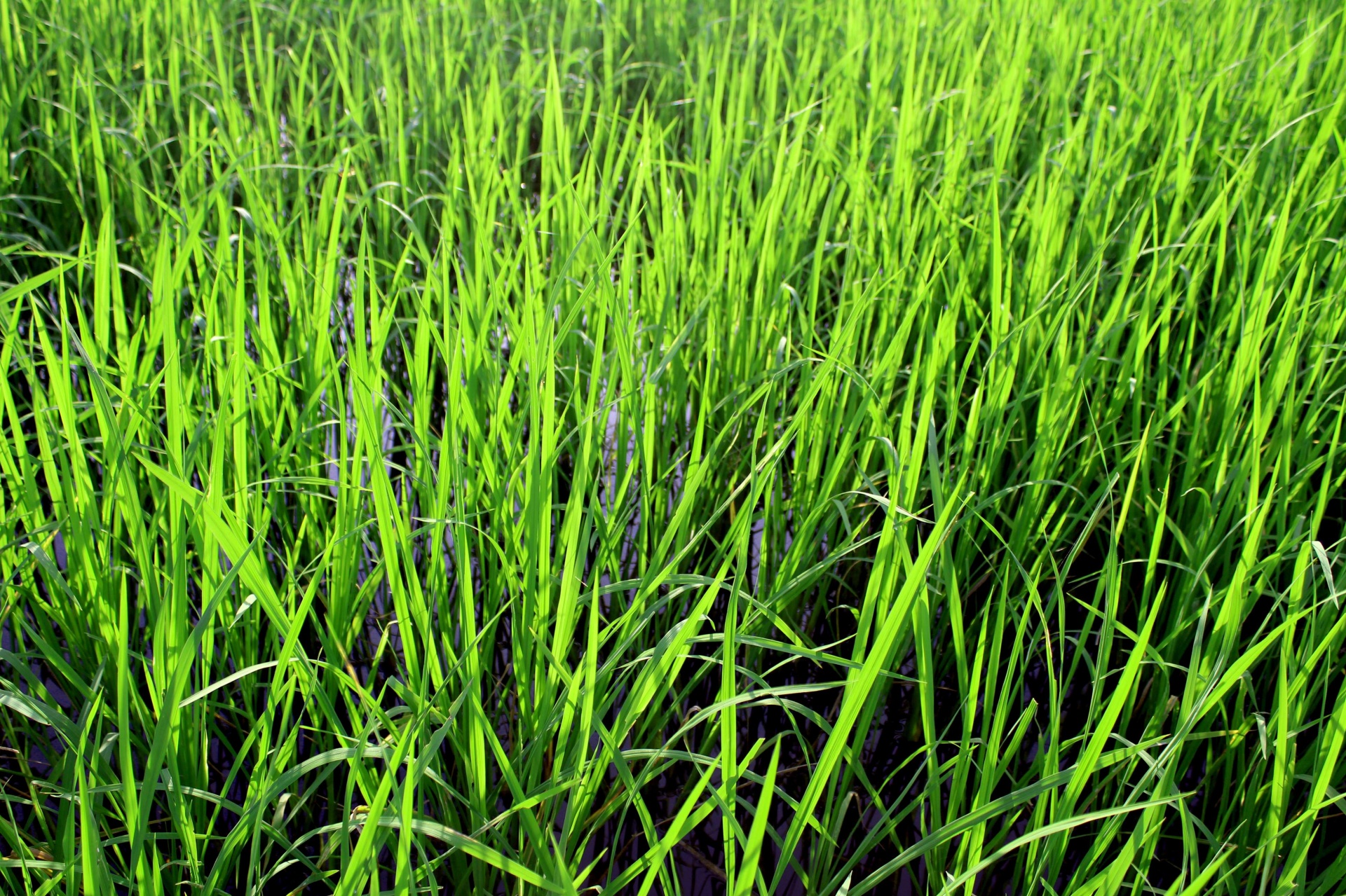 Campo de arroz verde