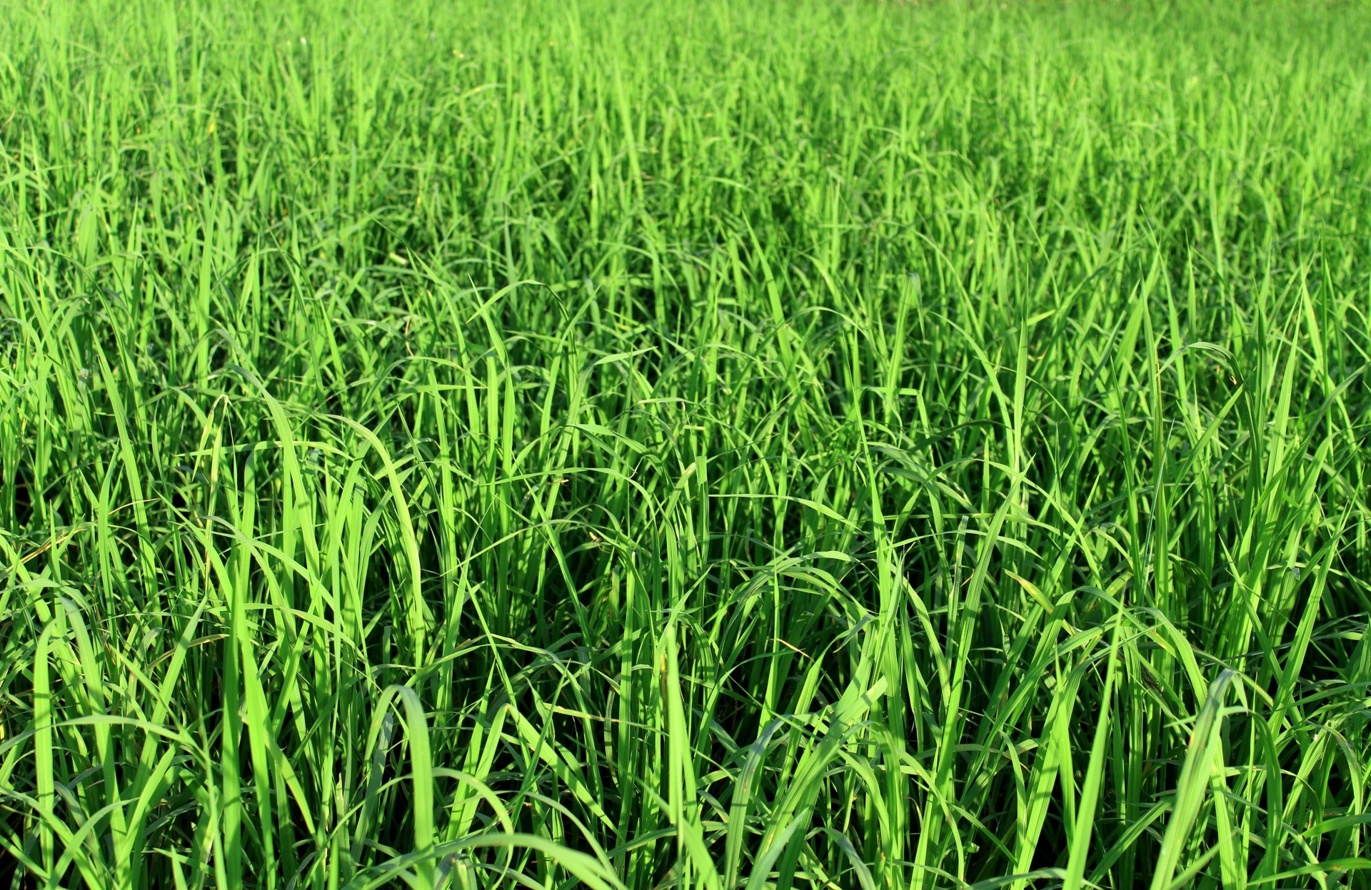 Campo de arroz verde