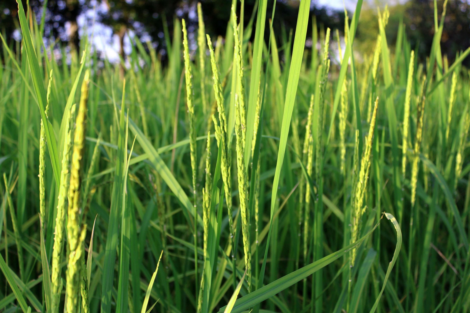 Planta de arroz verde durante la floraci