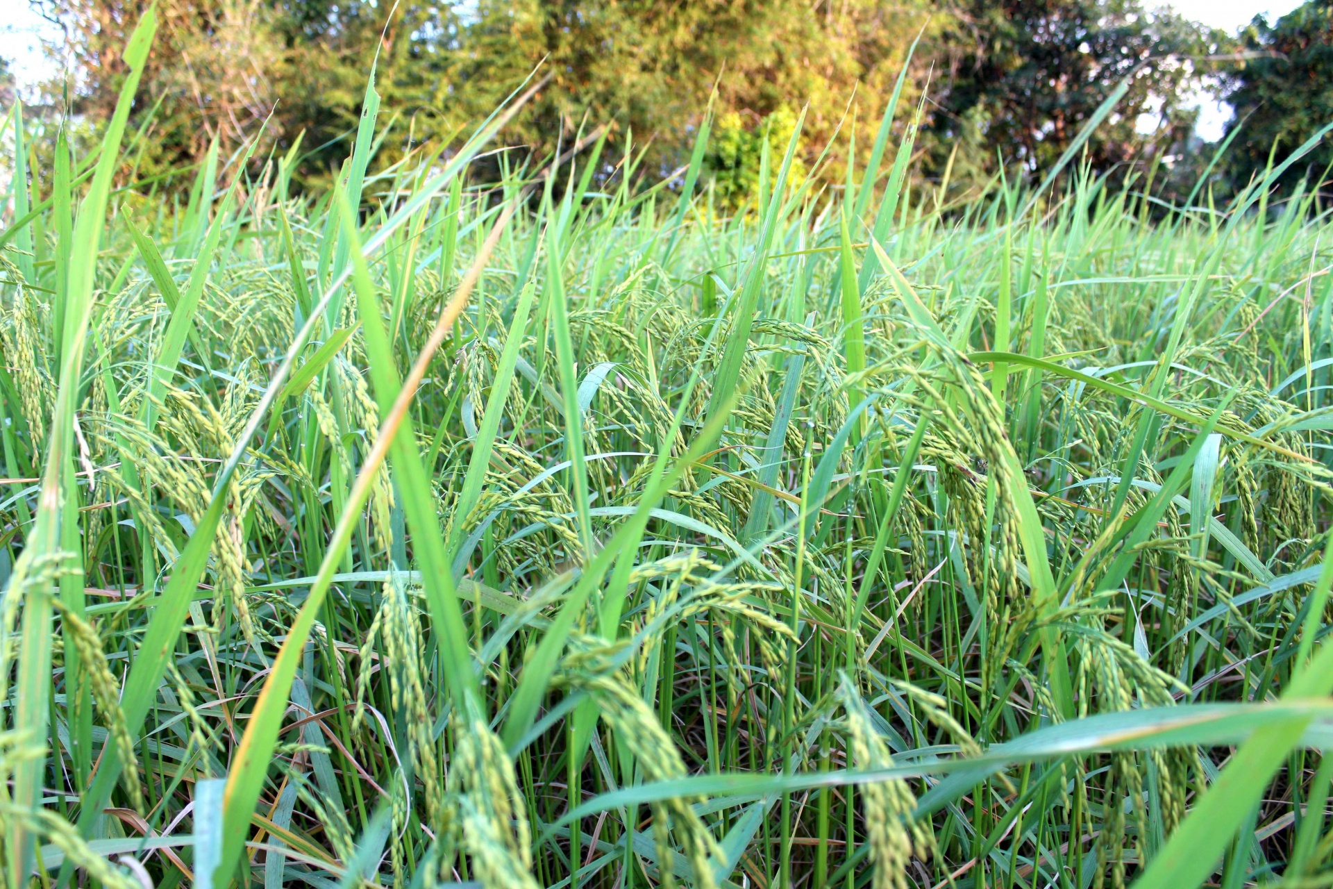 Groene rijstplant tijdens de bloei