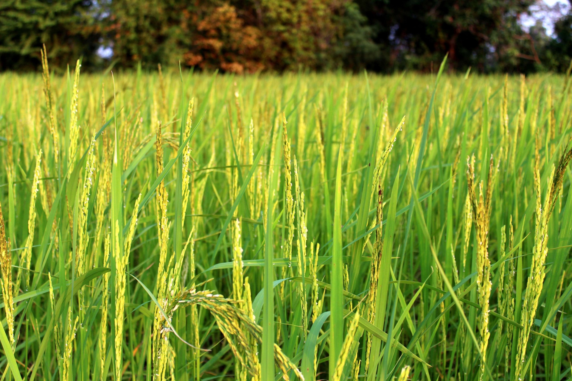 Planta de arroz verde durante la floraci