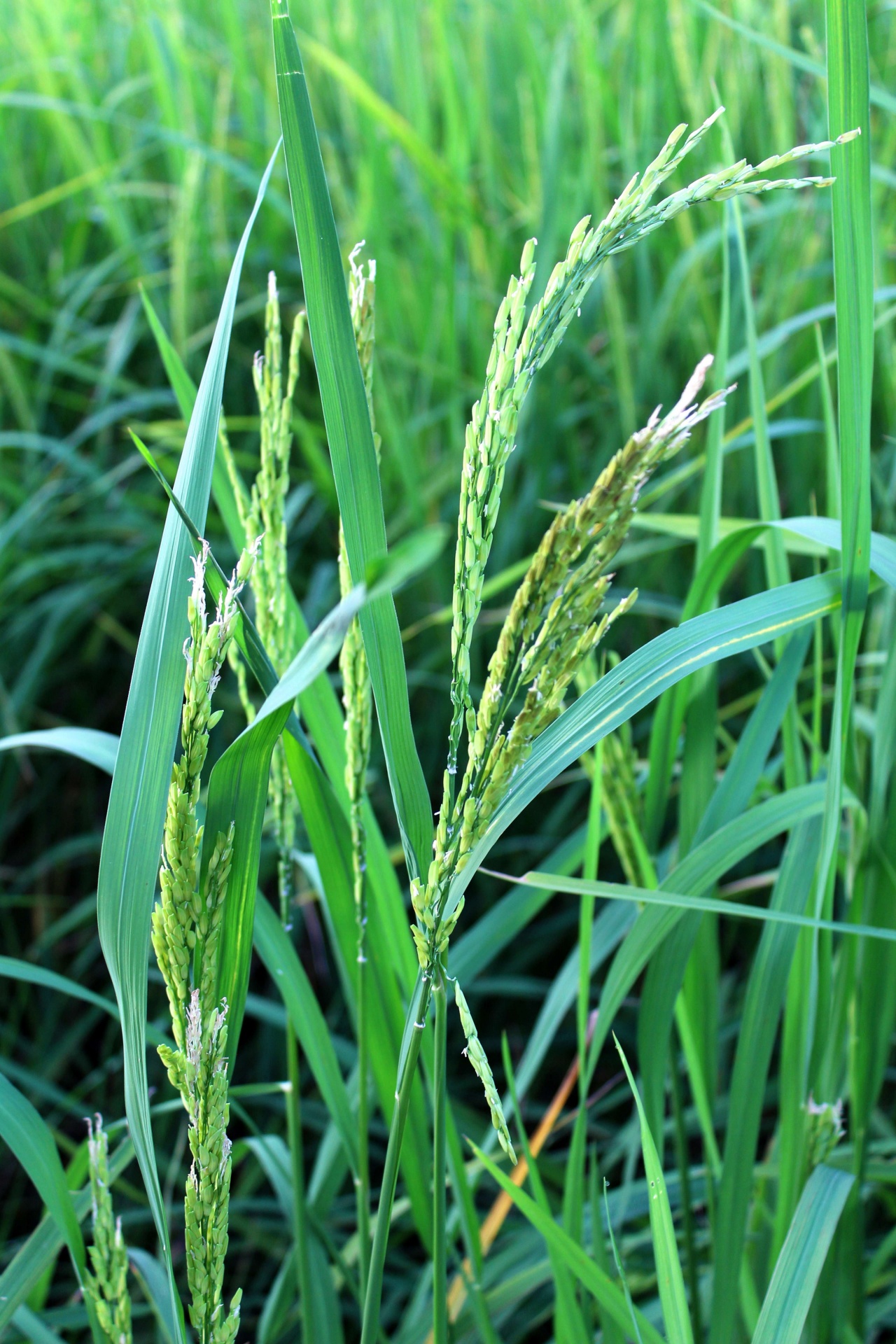 Groene rijstplant tijdens de bloei