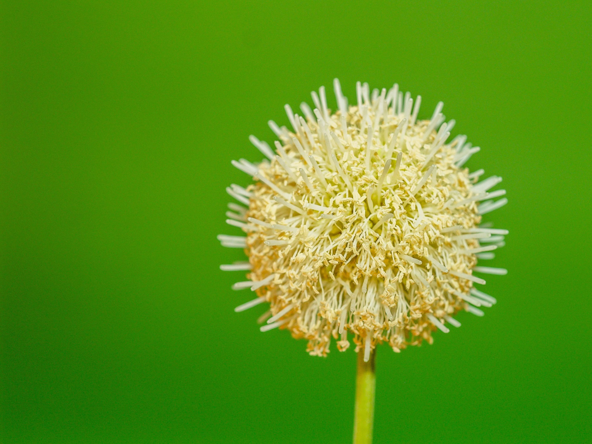 Flor de Popinac blanco de semilla verde