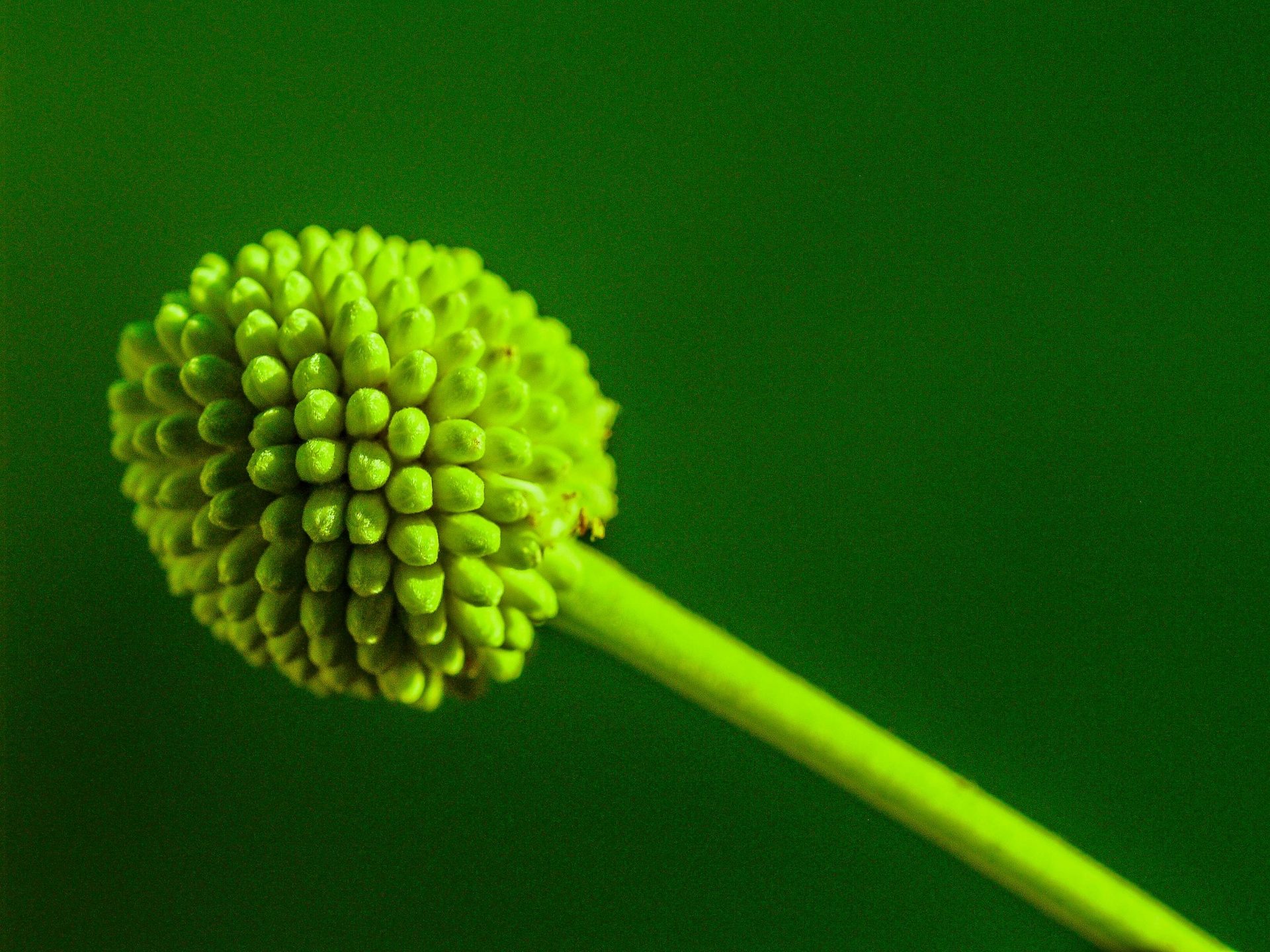 Green Seed White Popinac bloem