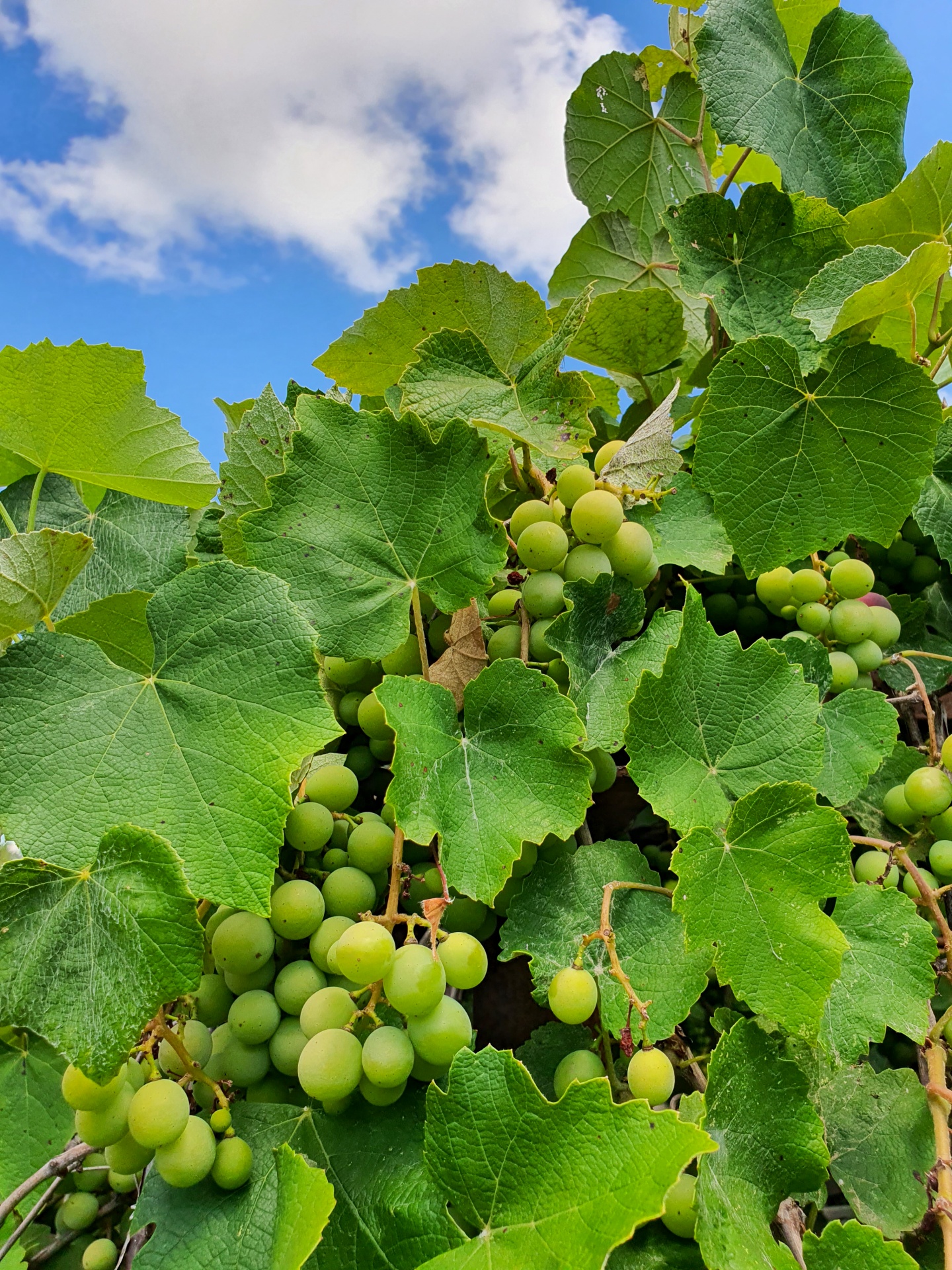 Cultivo de uvas