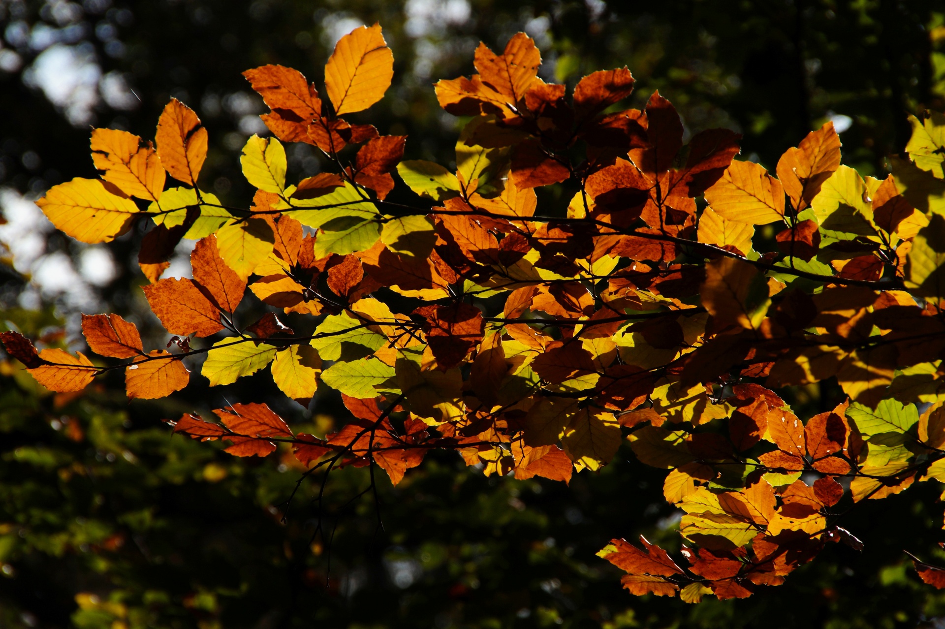 Hojas de otoño rama de árbol bosque