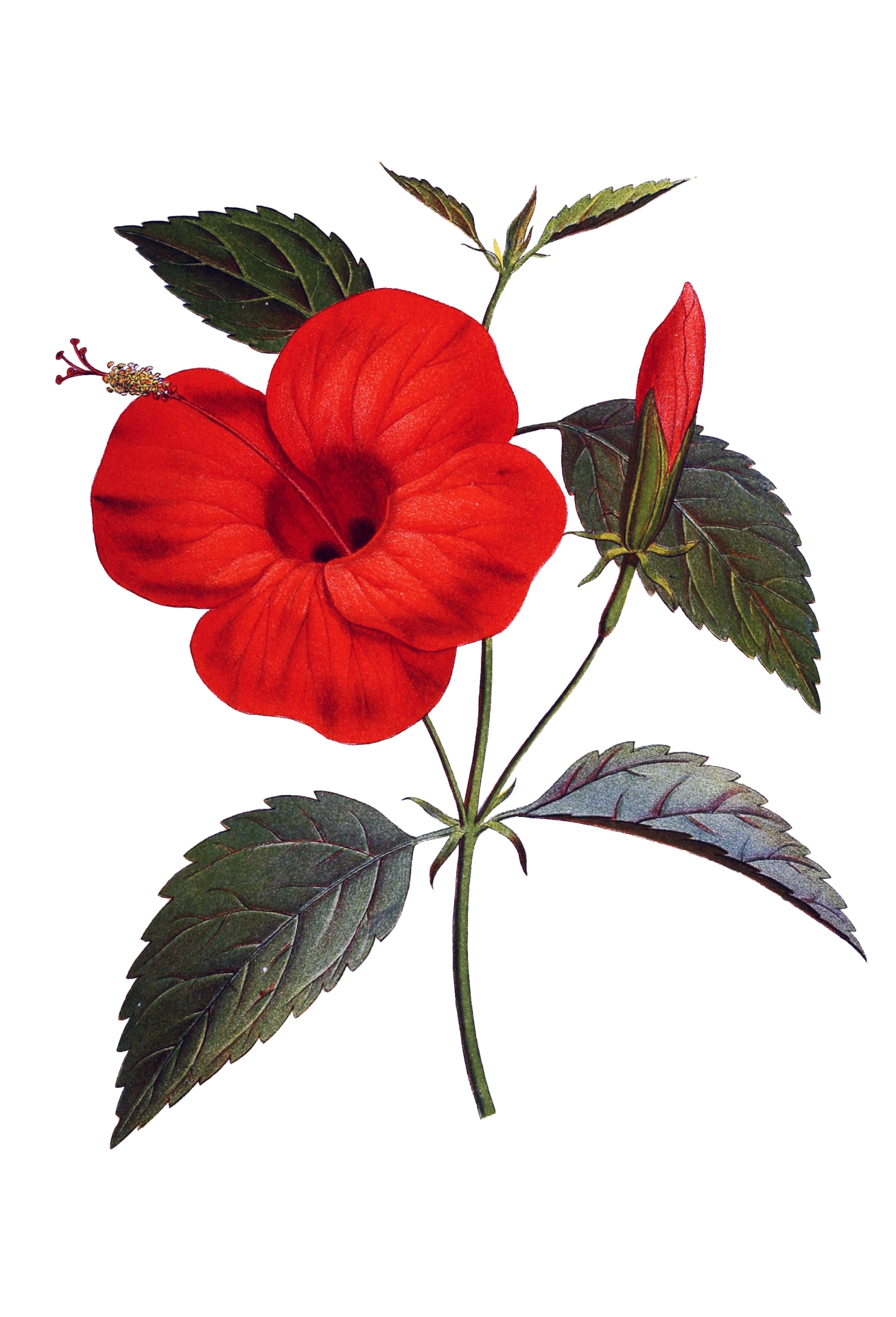 Hibiscusbloem rood