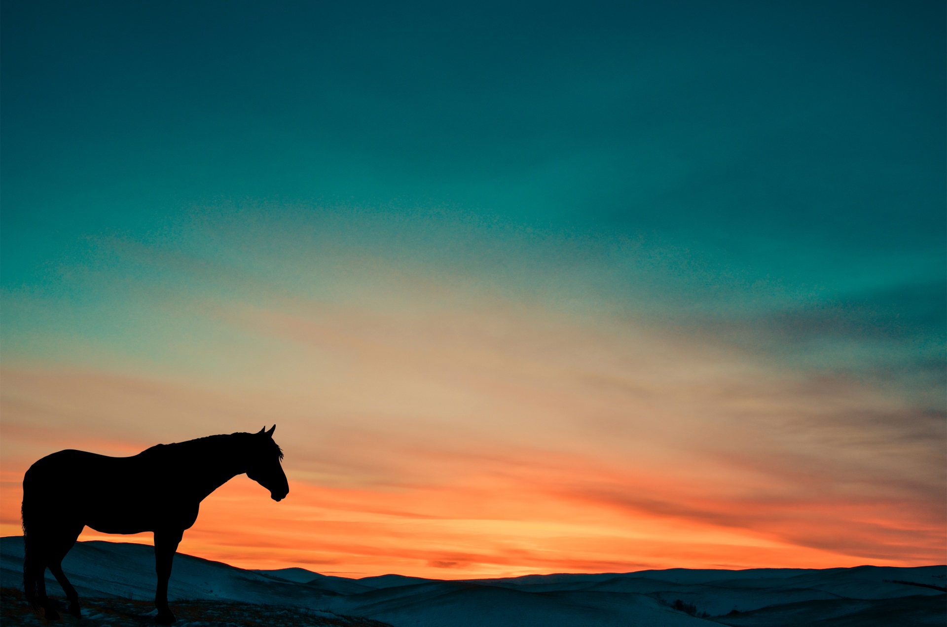 Paard zonsondergang silhouet