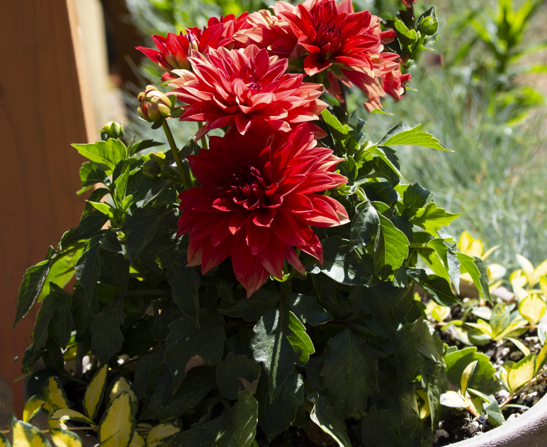 Red Potted Flowers