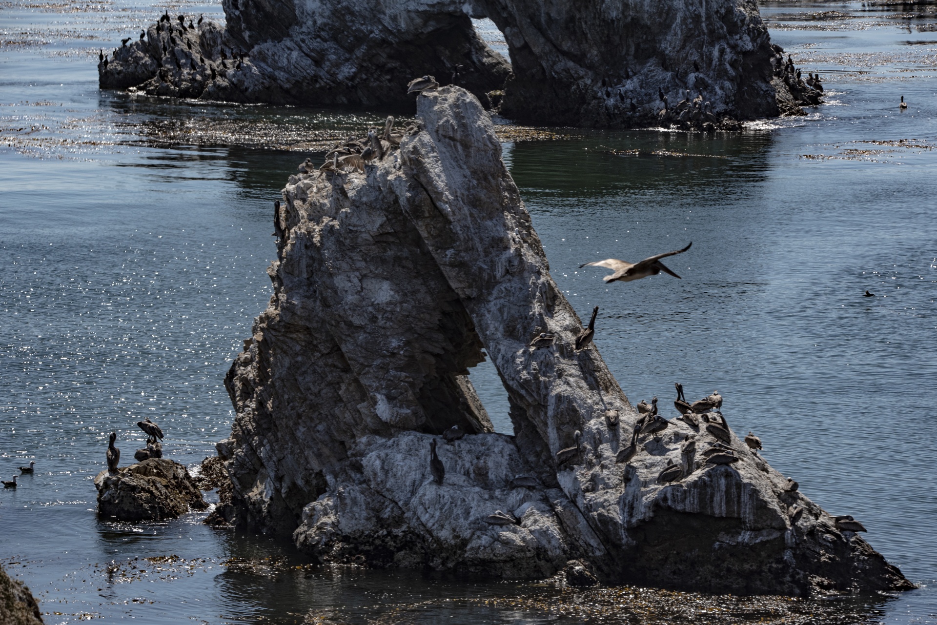 Pelican volando sobre rocas y mar