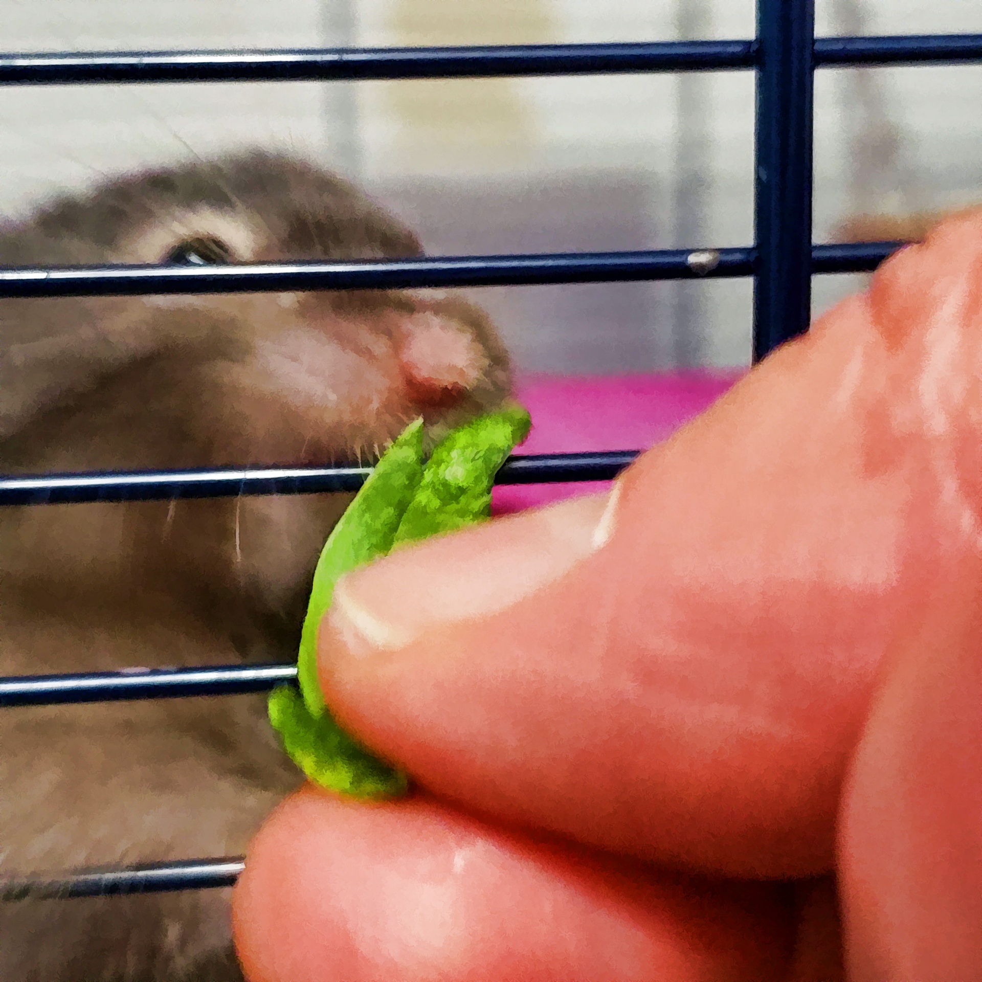 Feeding The Hamster