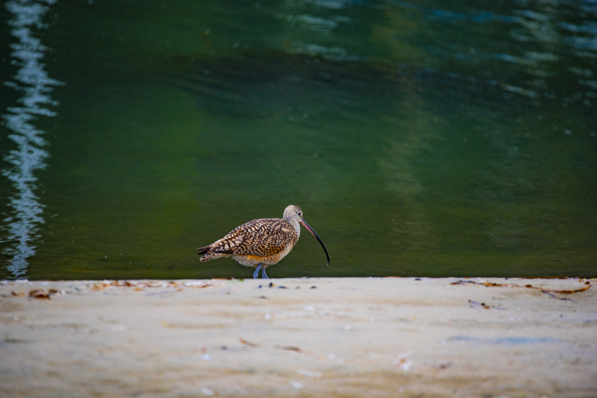 Curlew At Water's Edge