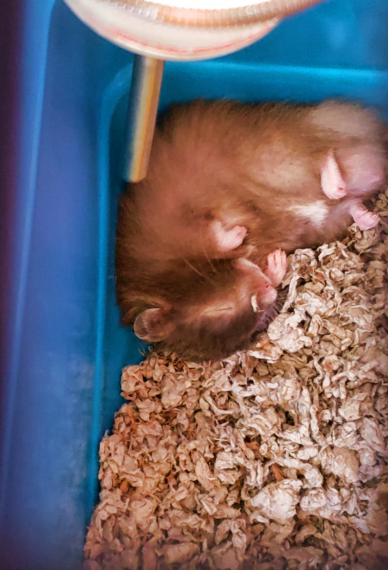 Slapende hamster