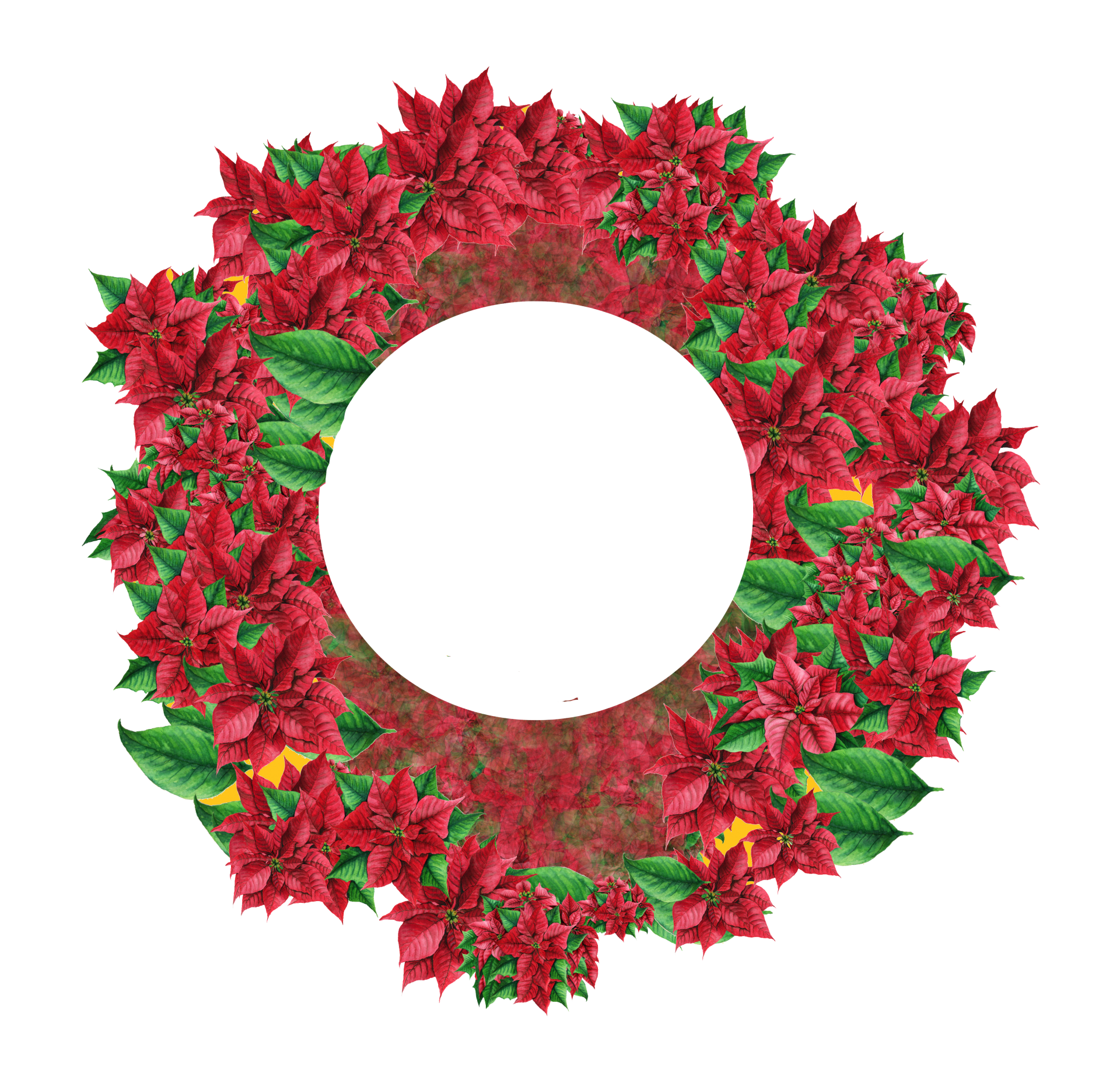 Flor de pascua corona PNG